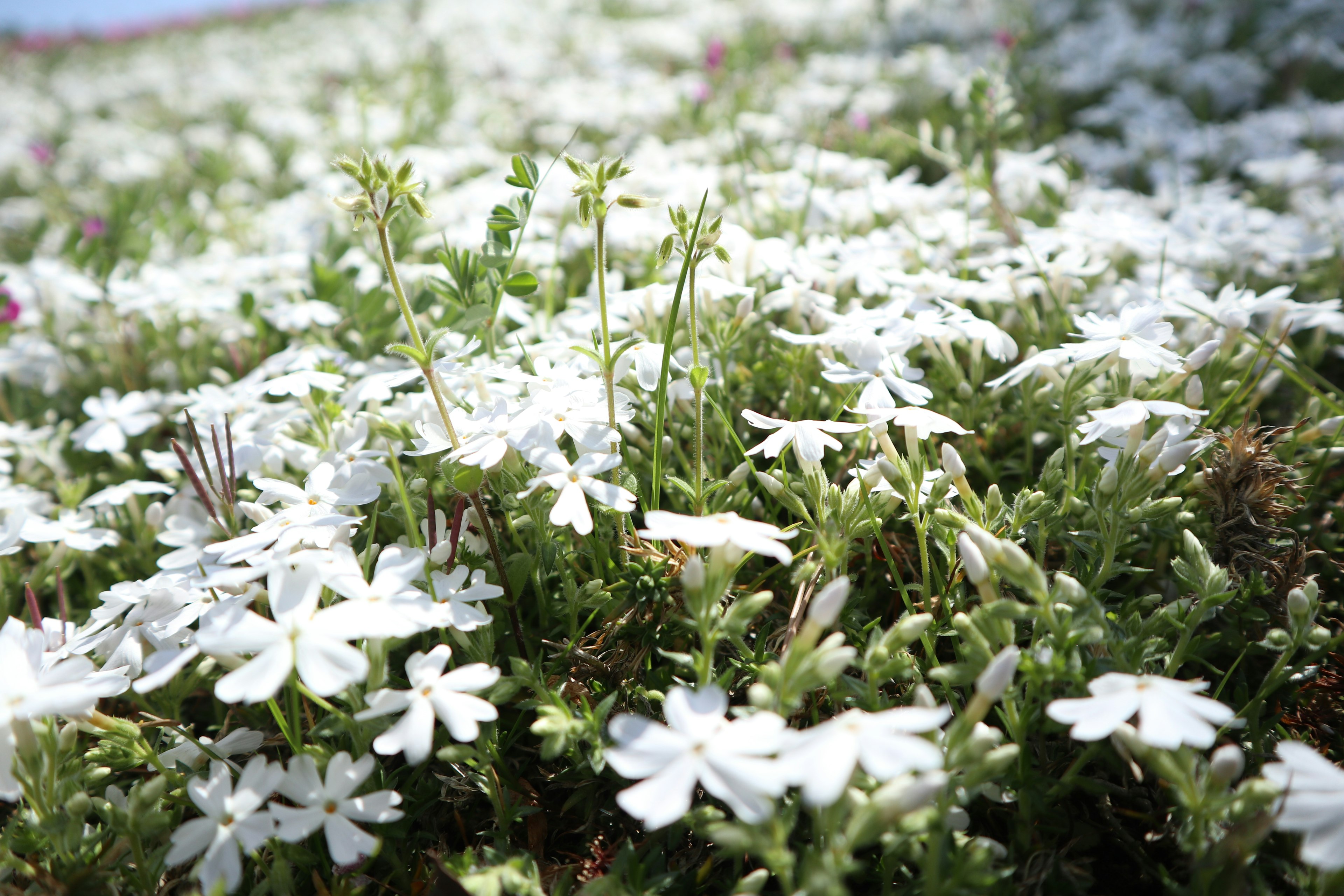 Nahaufnahme eines grünen Feldes mit weißen Blumen