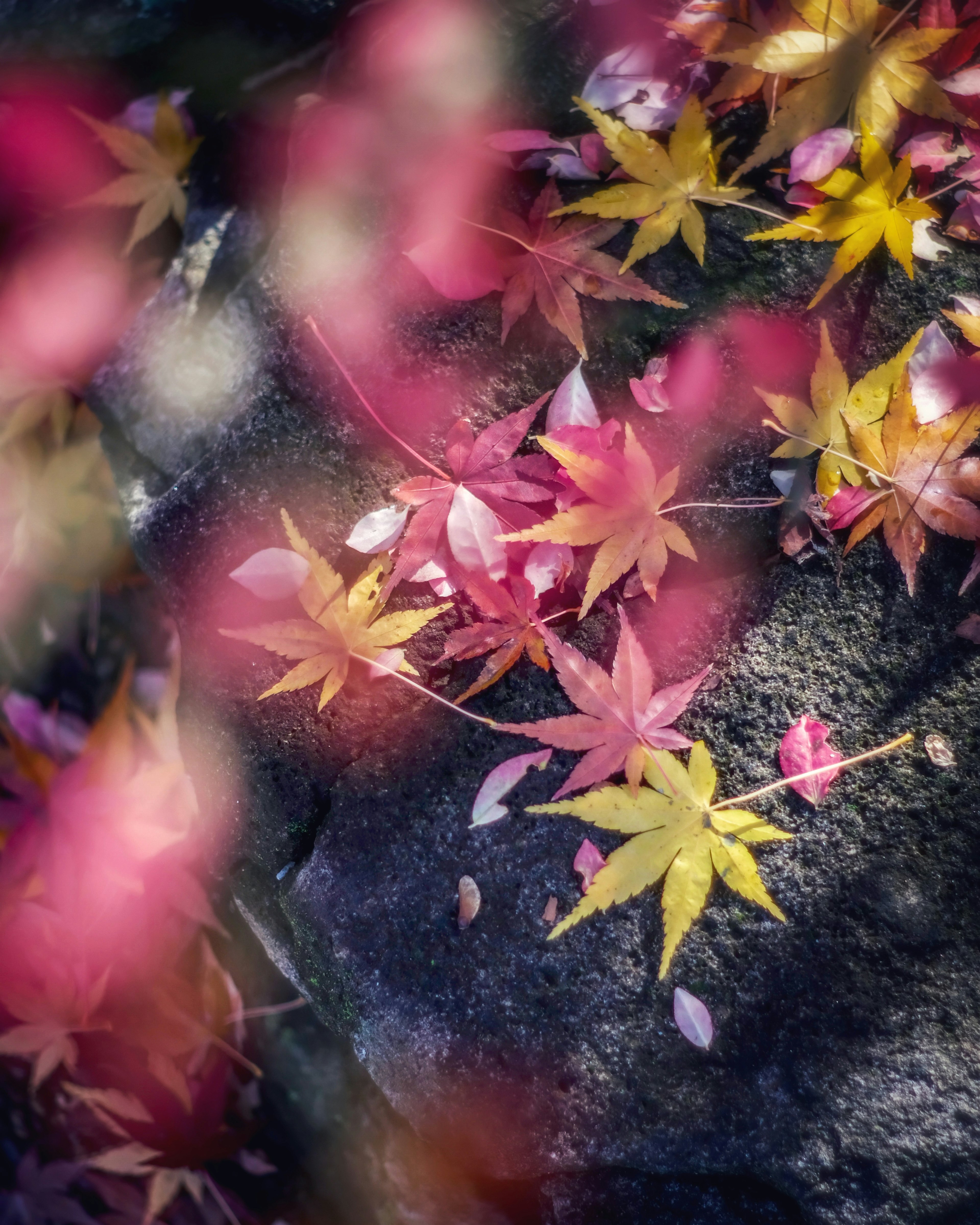 Feuilles d'automne colorées éparpillées sur une surface en pierre