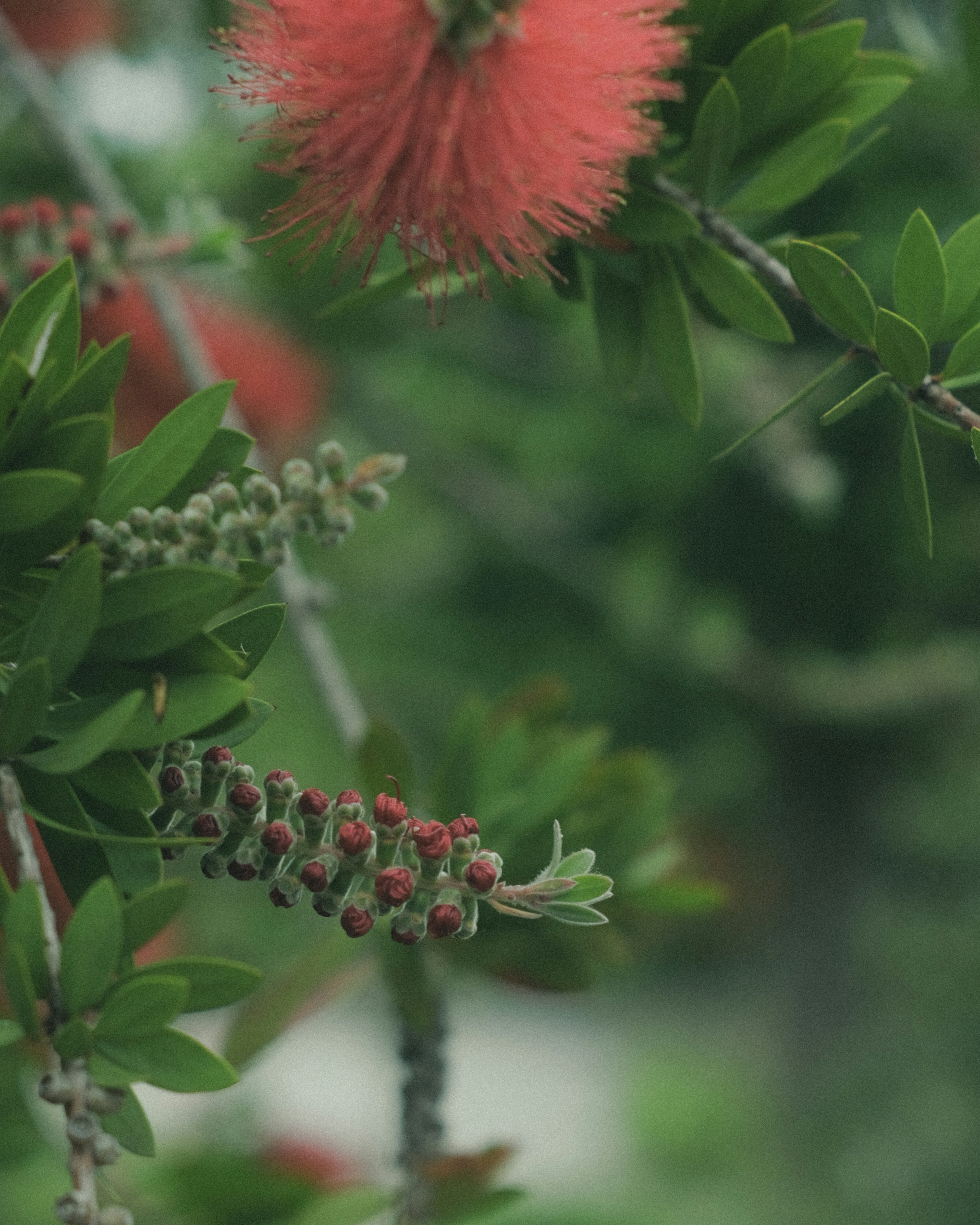 ภาพใกล้ชิดของพืชที่มีใบสีเขียวสดและดอกไม้สีแดงขนฟู