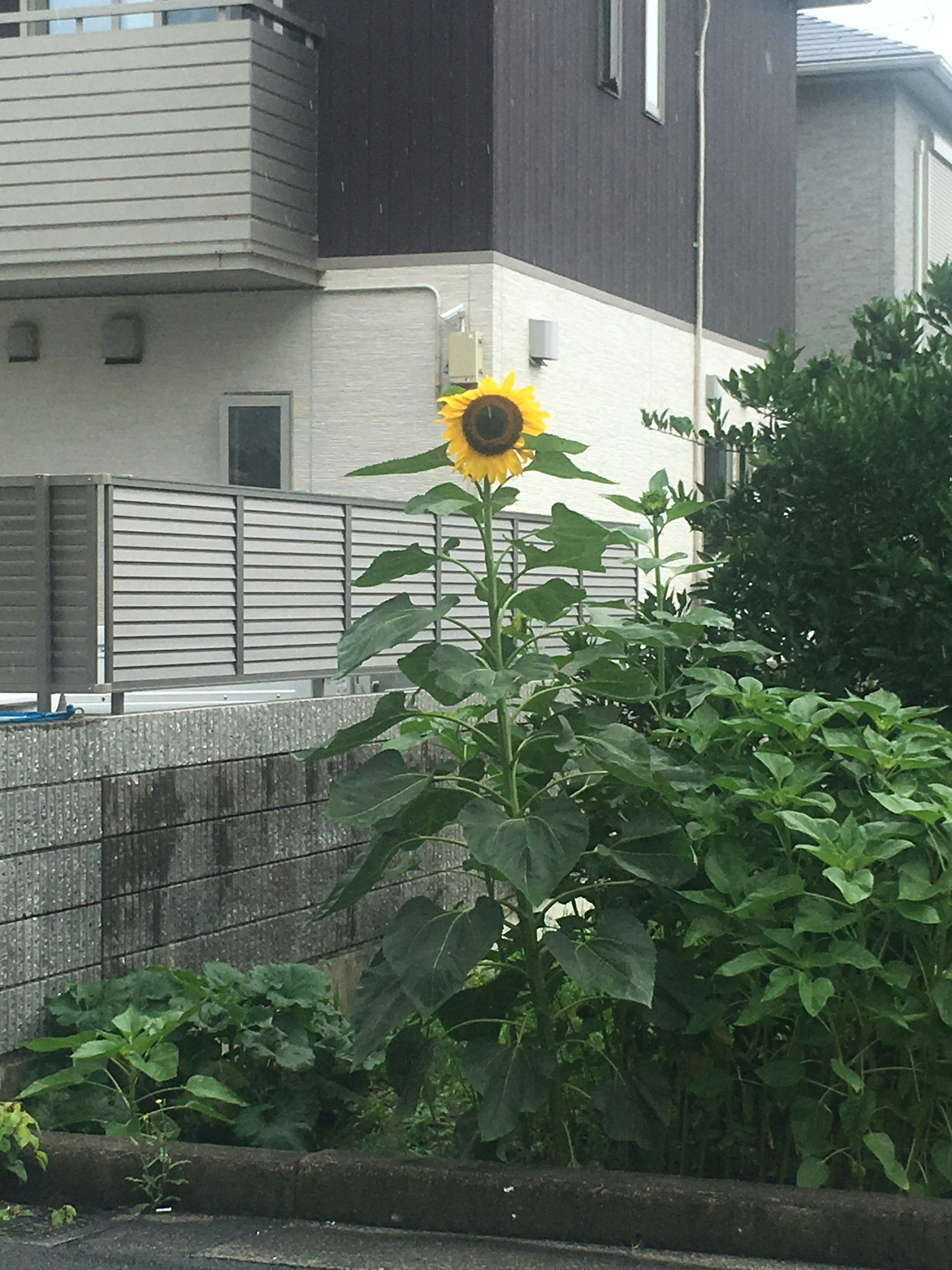 Un alto girasol de pie cerca de una casa vecina