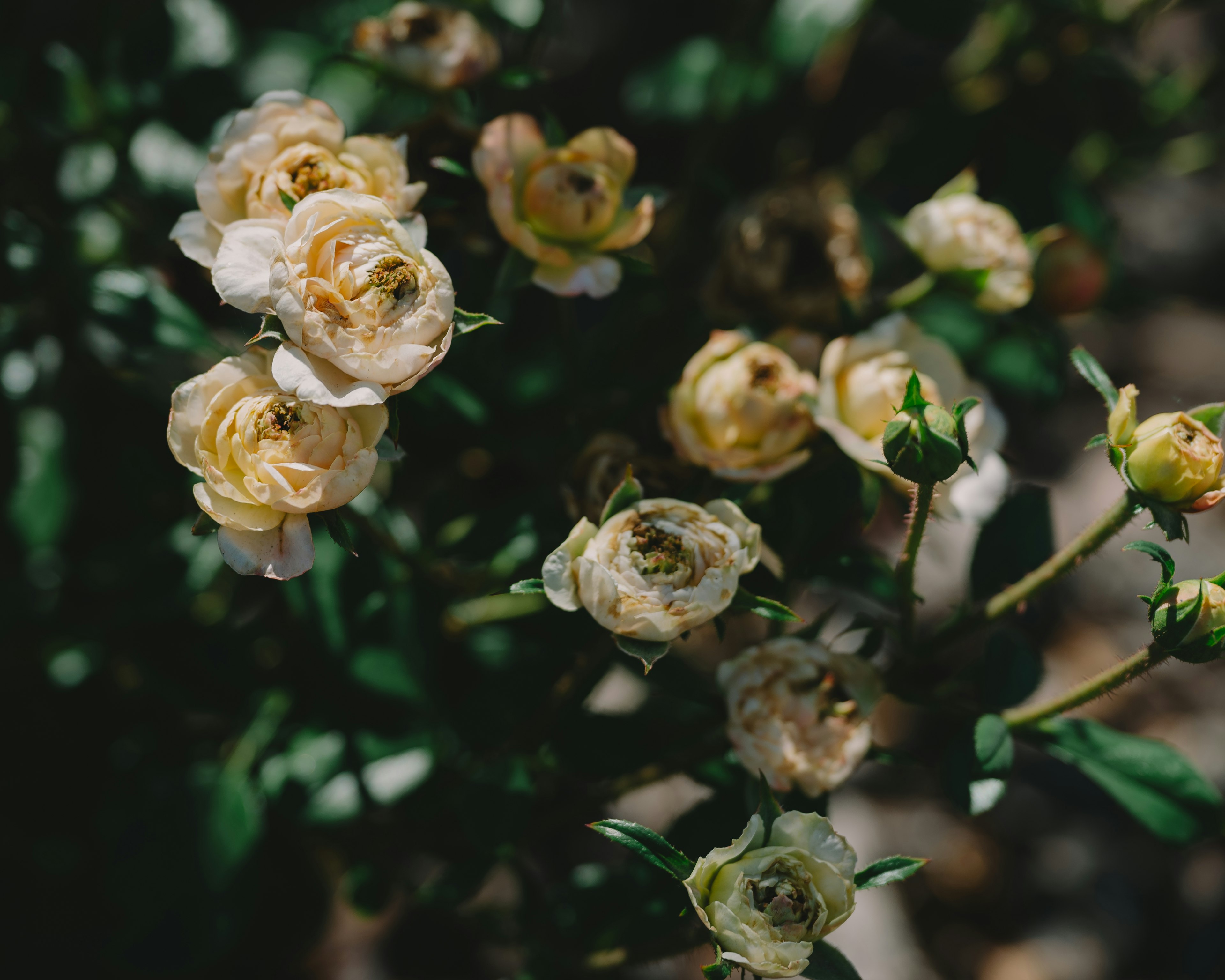 Un gruppo di rose gialle pallide che fioriscono tra il fogliame verde