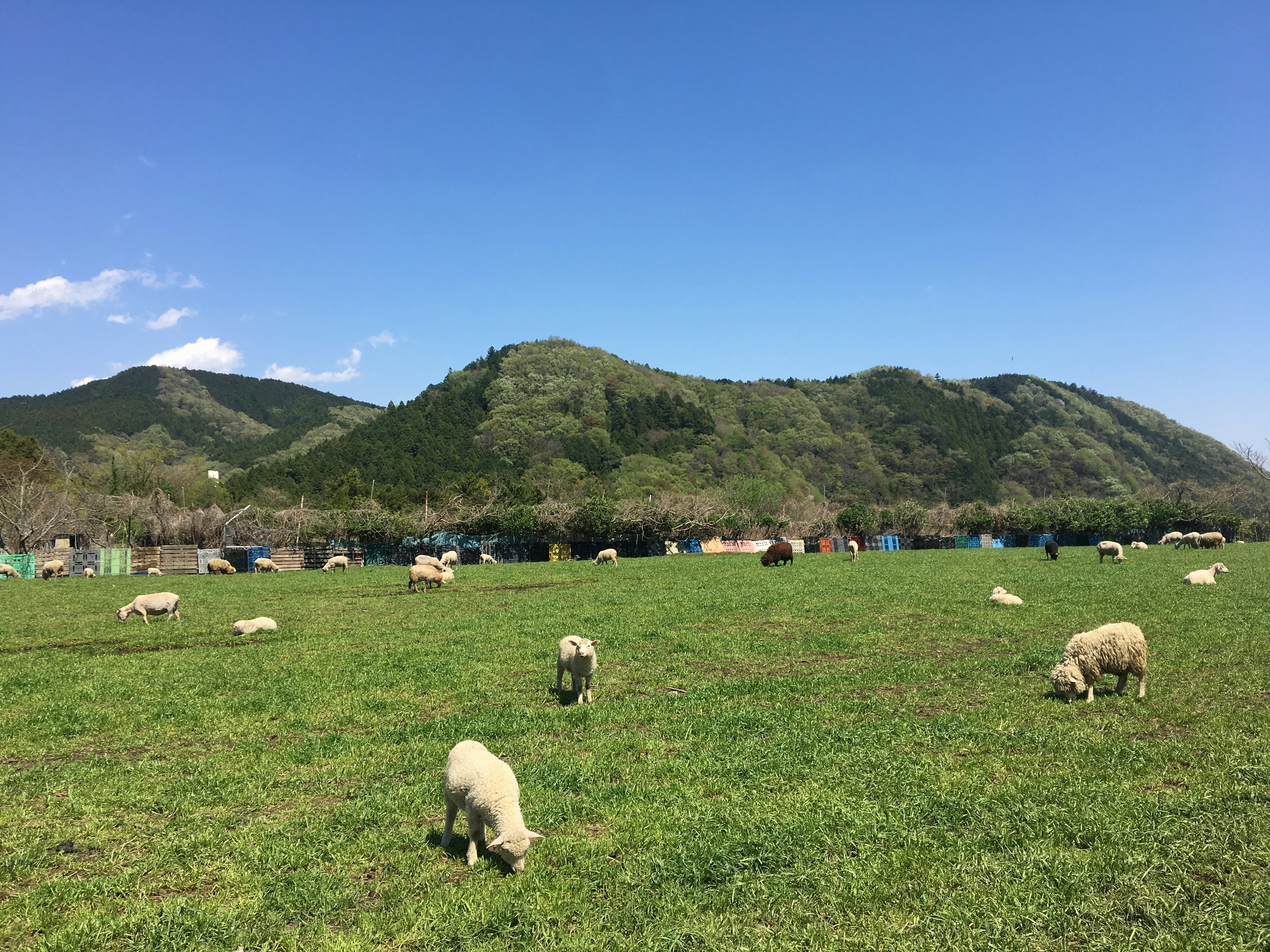 A flock of sheep grazing on green grass under a blue sky with distant hills