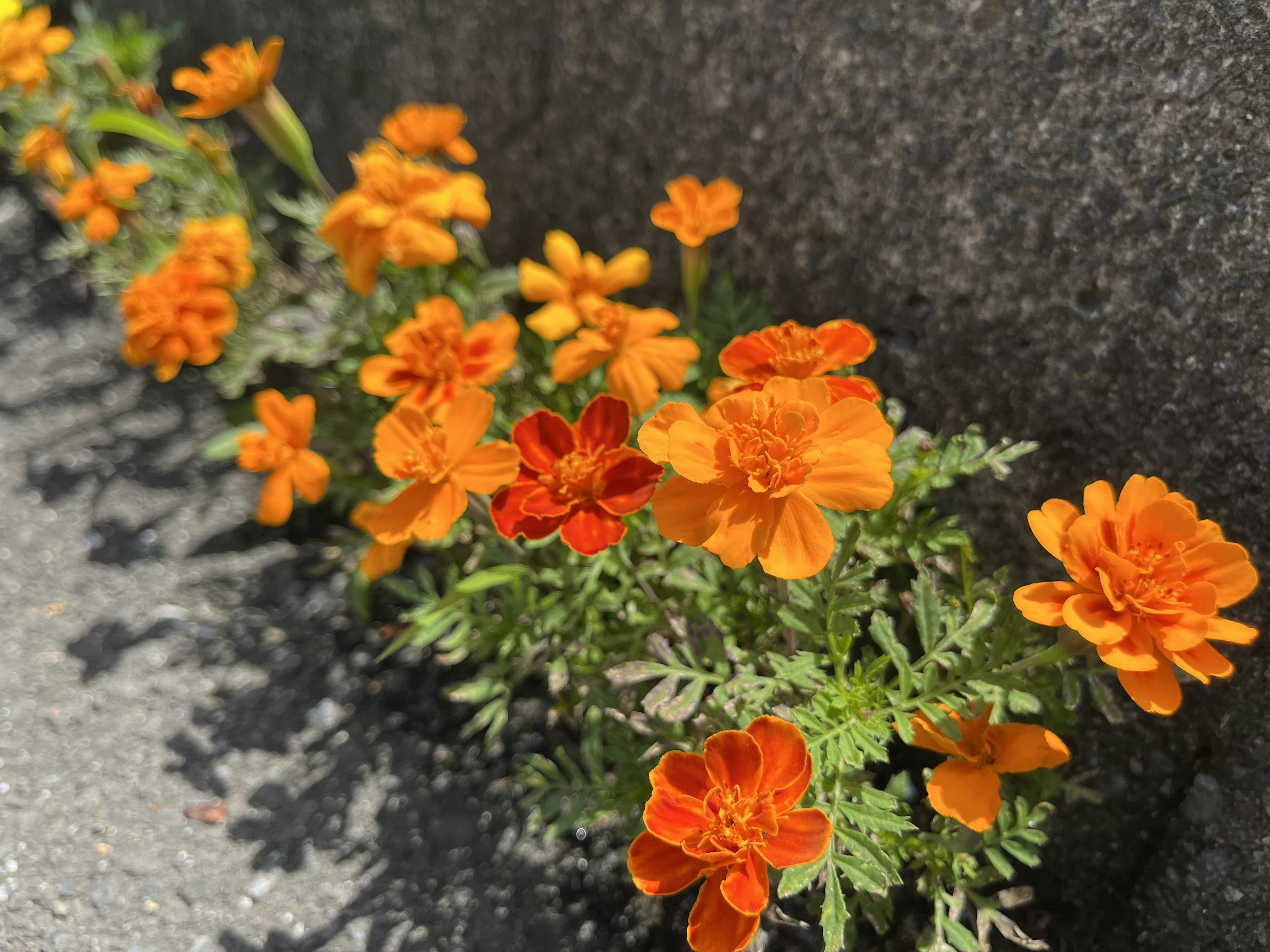 鮮やかなオレンジ色のマリーゴールドの花が咲いている