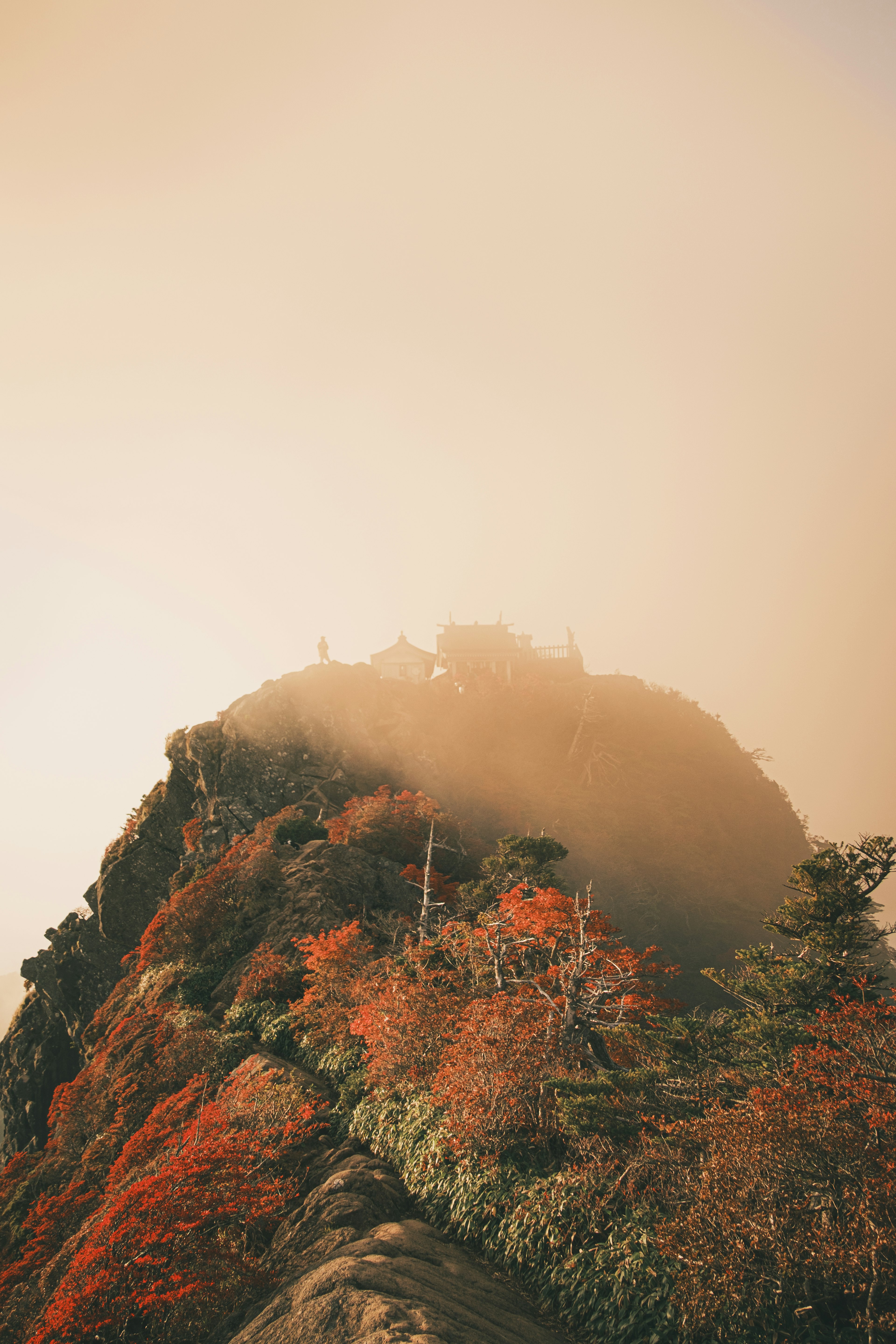 Árboles coloridos en la cima de una montaña envuelta en niebla