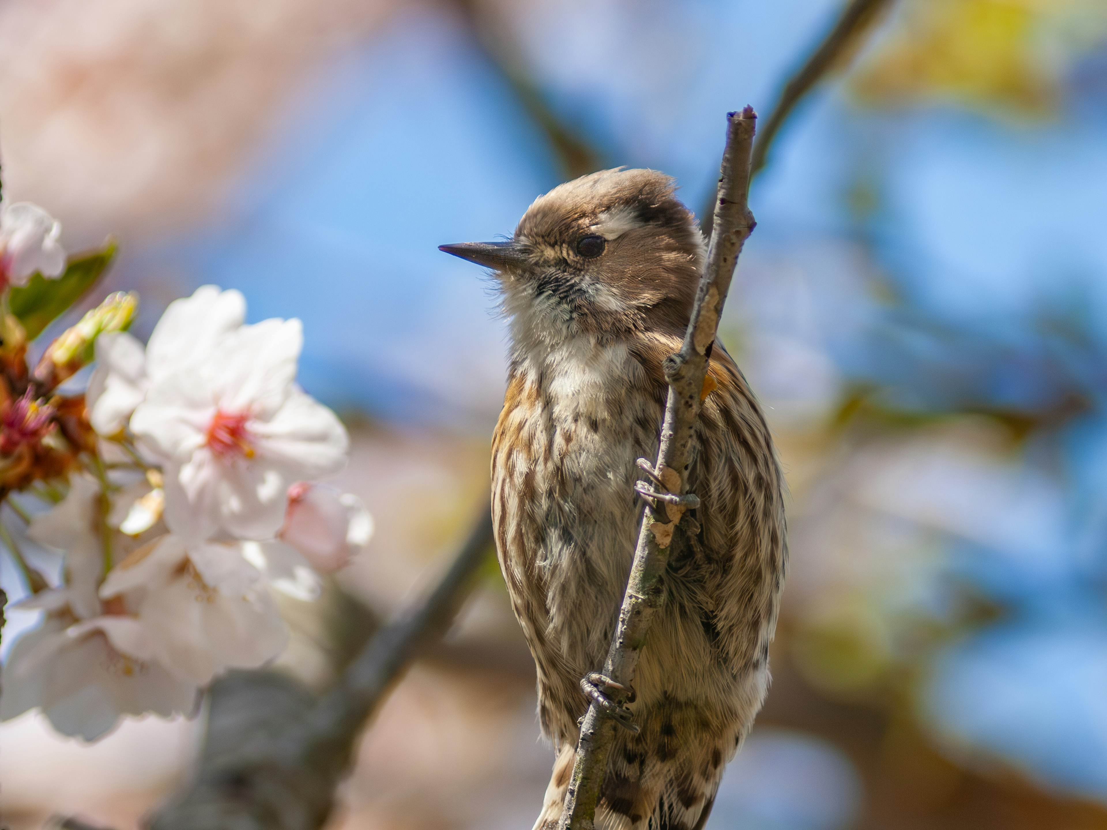 Kedekatan burung kecil di dekat bunga sakura