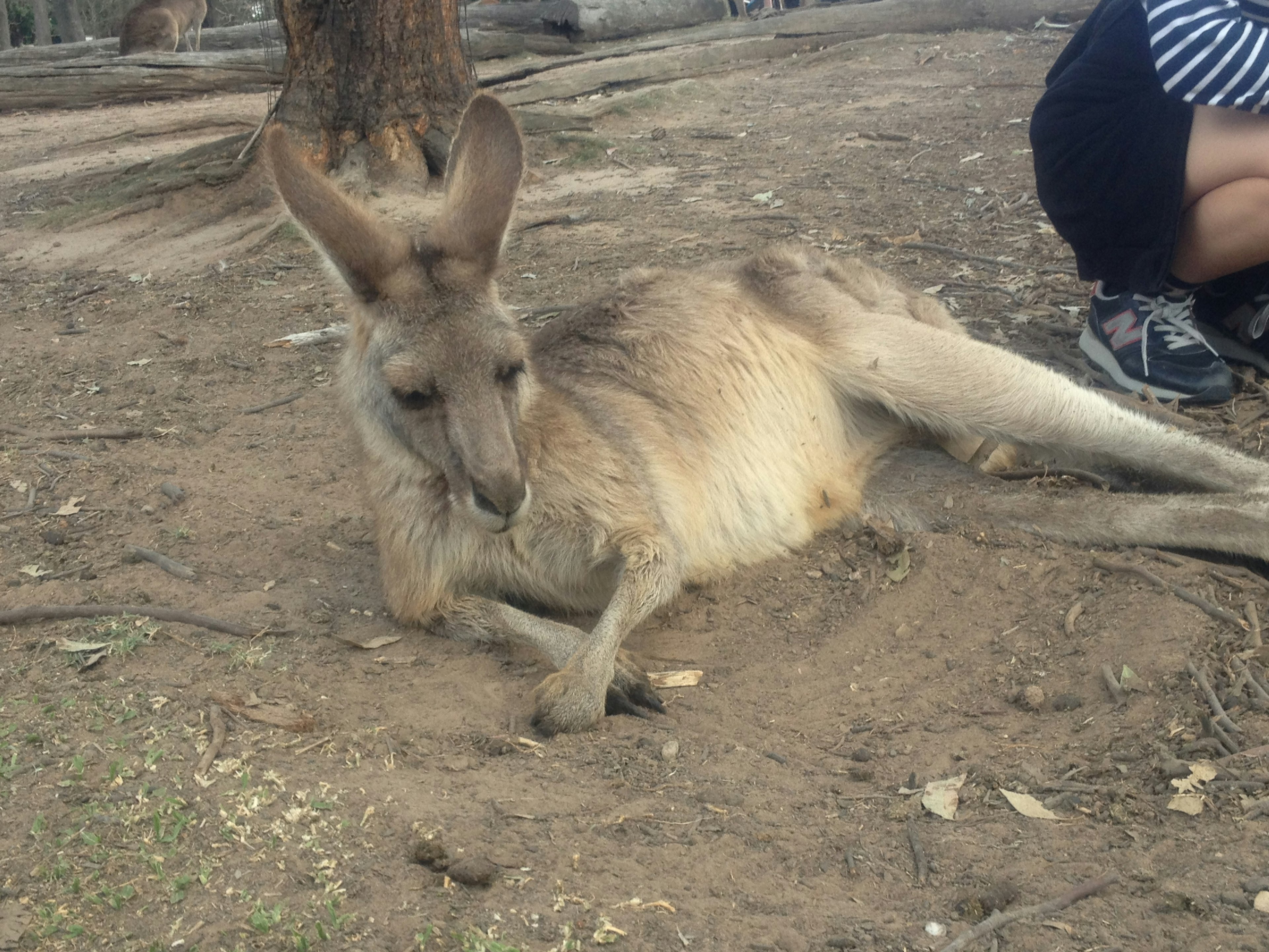 ก kangaroo นอนอยู่บนพื้นในสภาพแวดล้อมธรรมชาติ