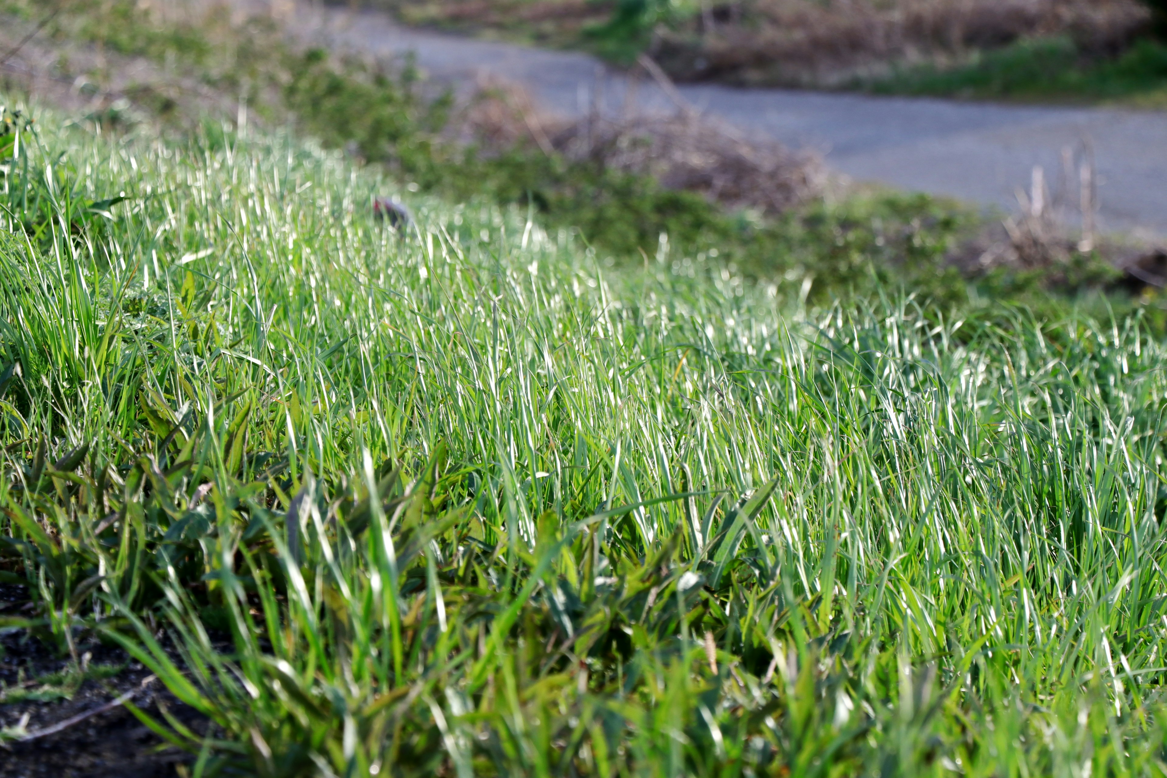 Herbe verte luxuriante sur une pente avec un chemin sinueux