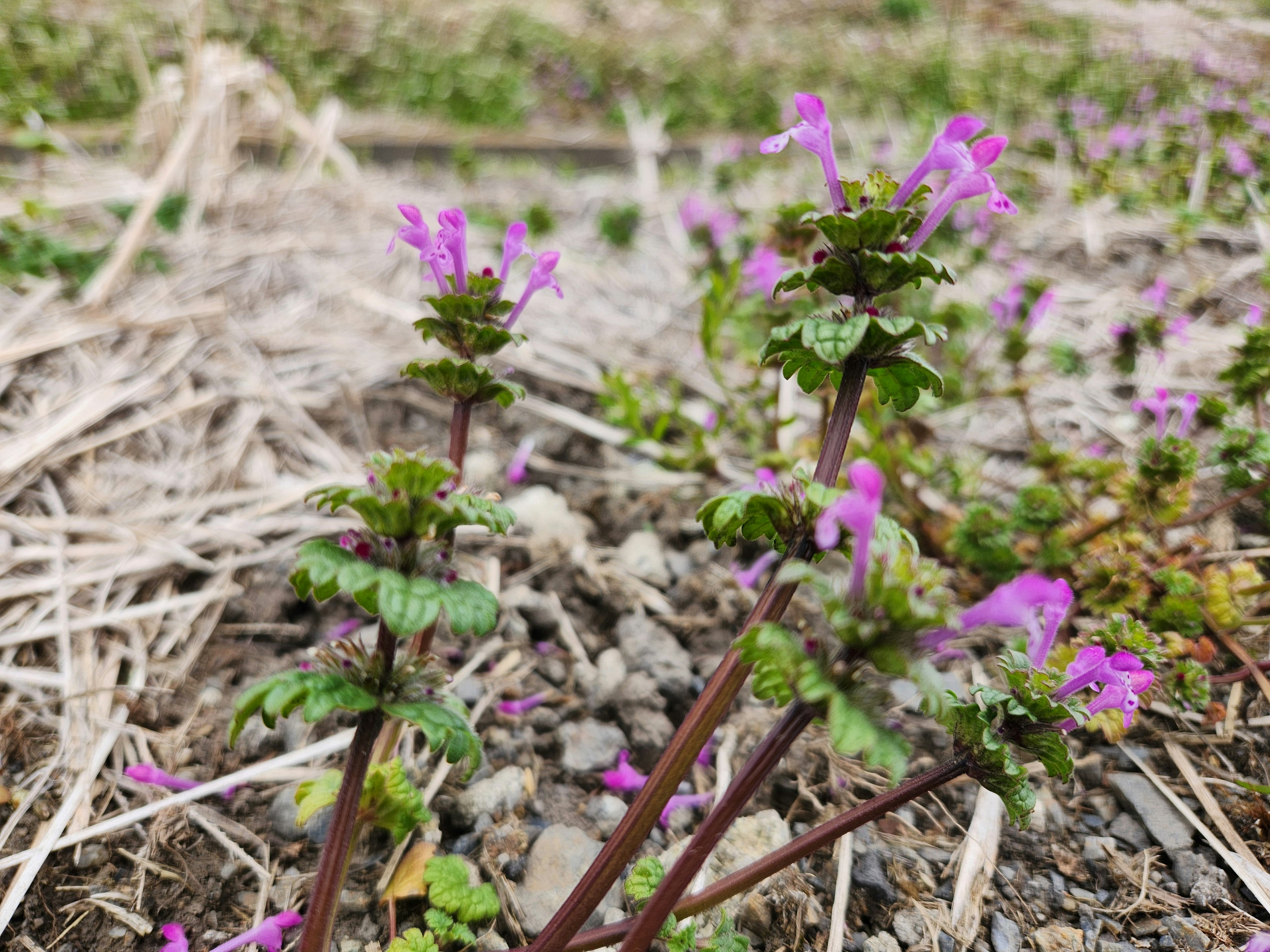 Planta verde con flores moradas vibrantes creciendo en el suelo