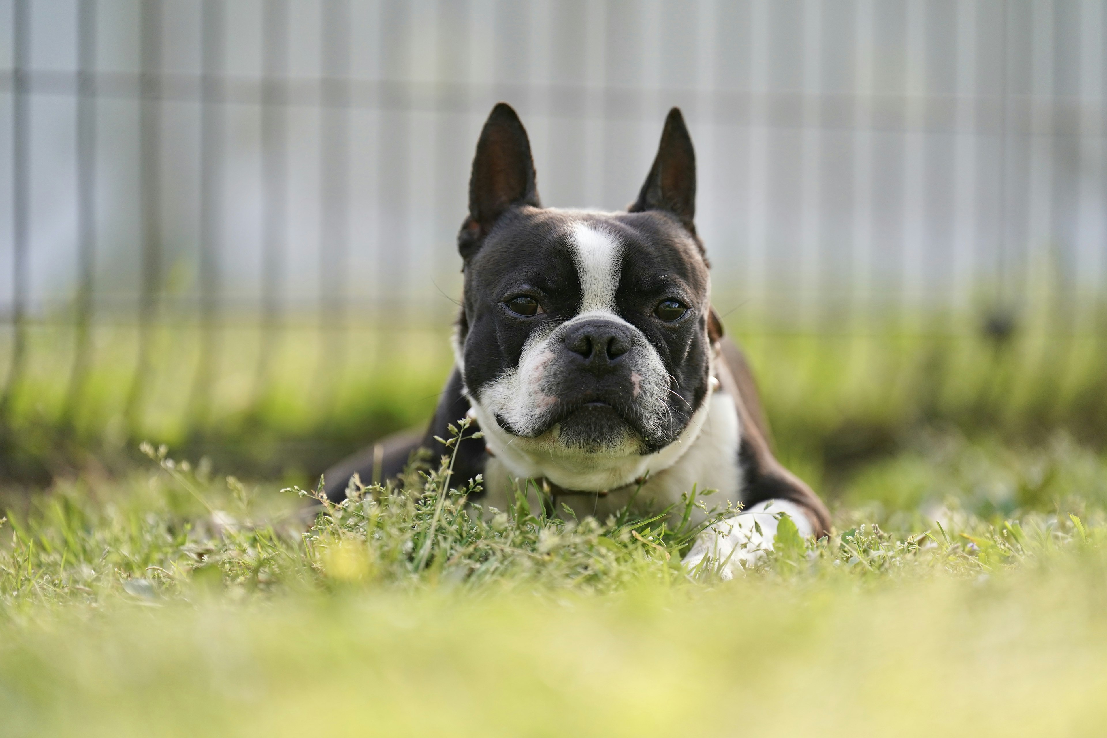 Boston Terrier dog lying on grass