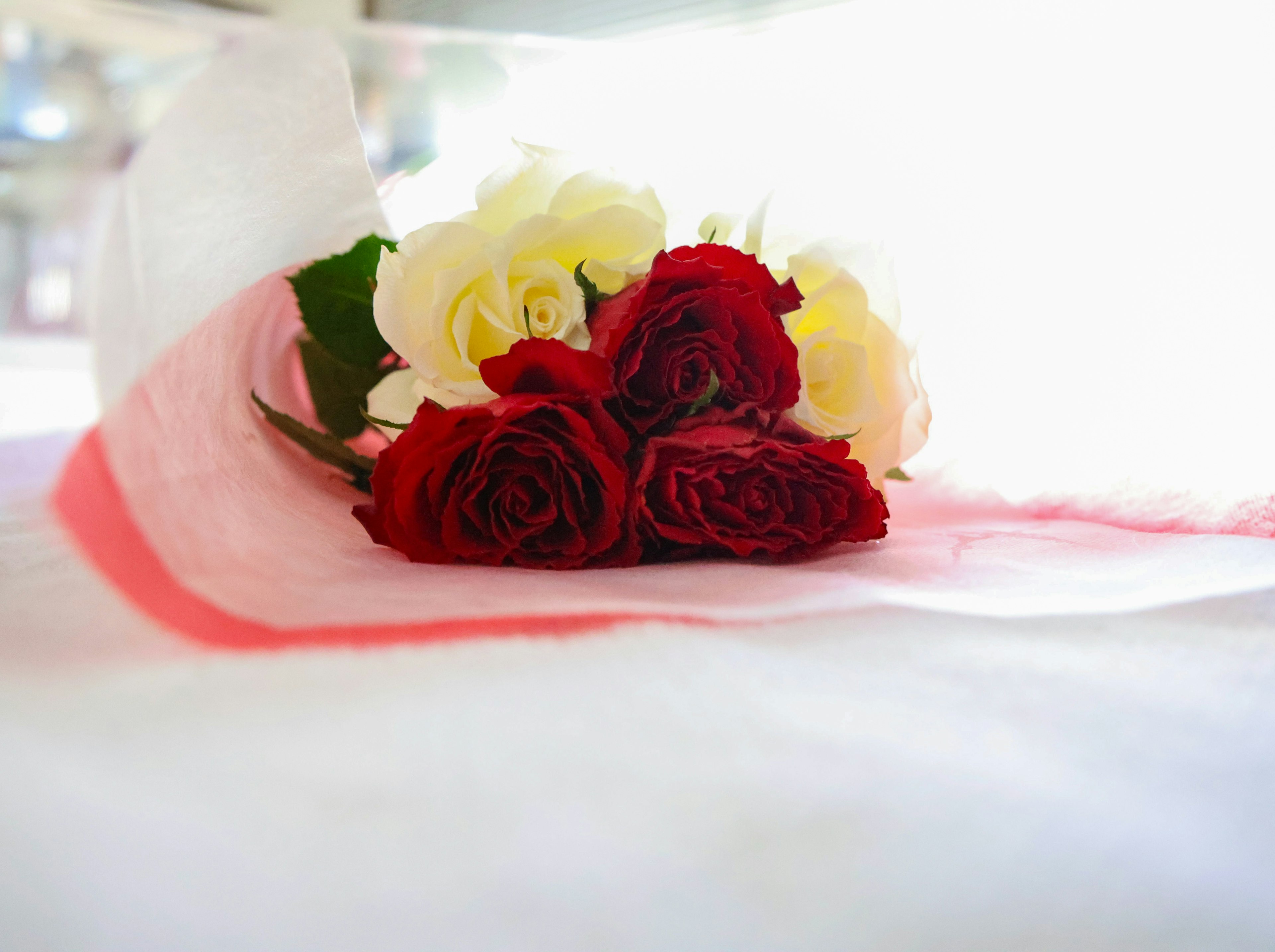 A bouquet of red and white roses wrapped in pink tissue paper