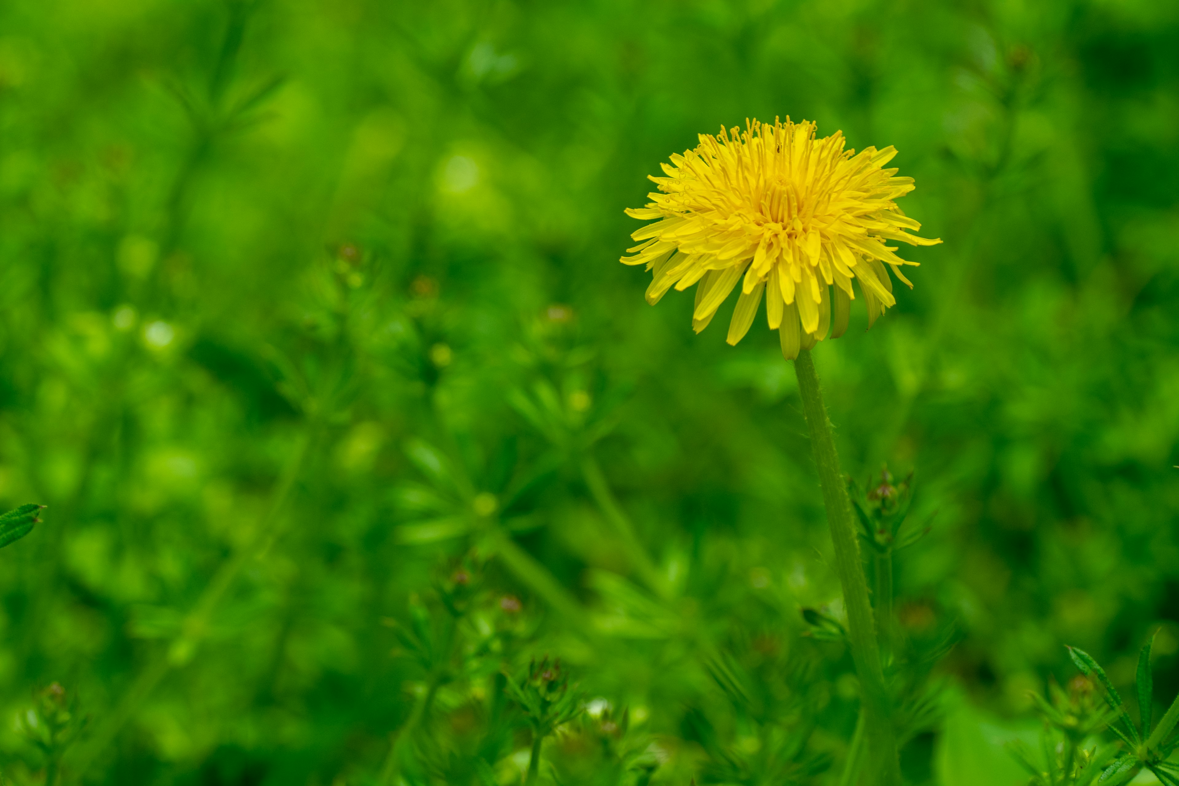 Eine gelbe Löwenzahnblume, die vor einem grünen Hintergrund blüht