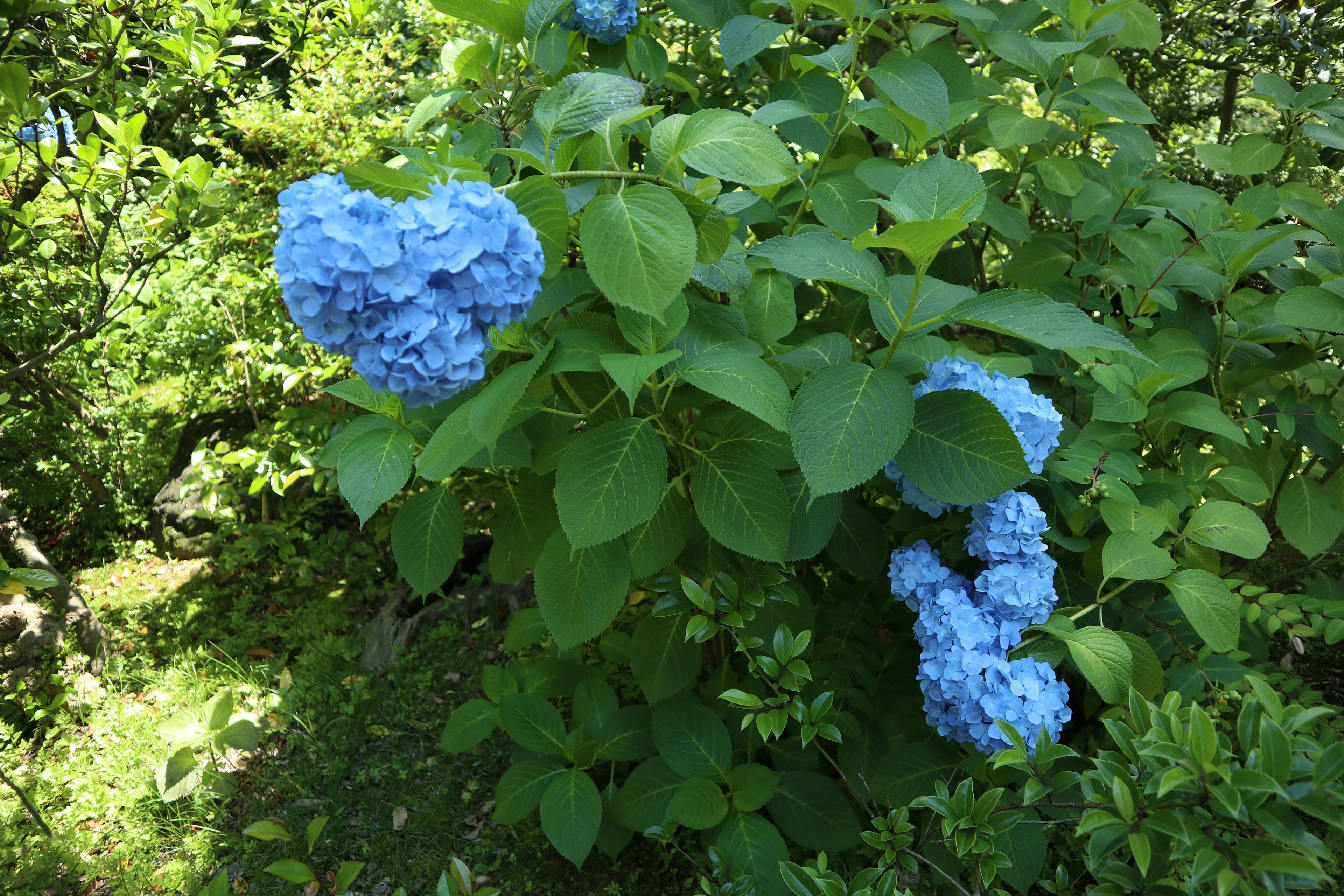 Blue hydrangea flowers blooming among green leaves