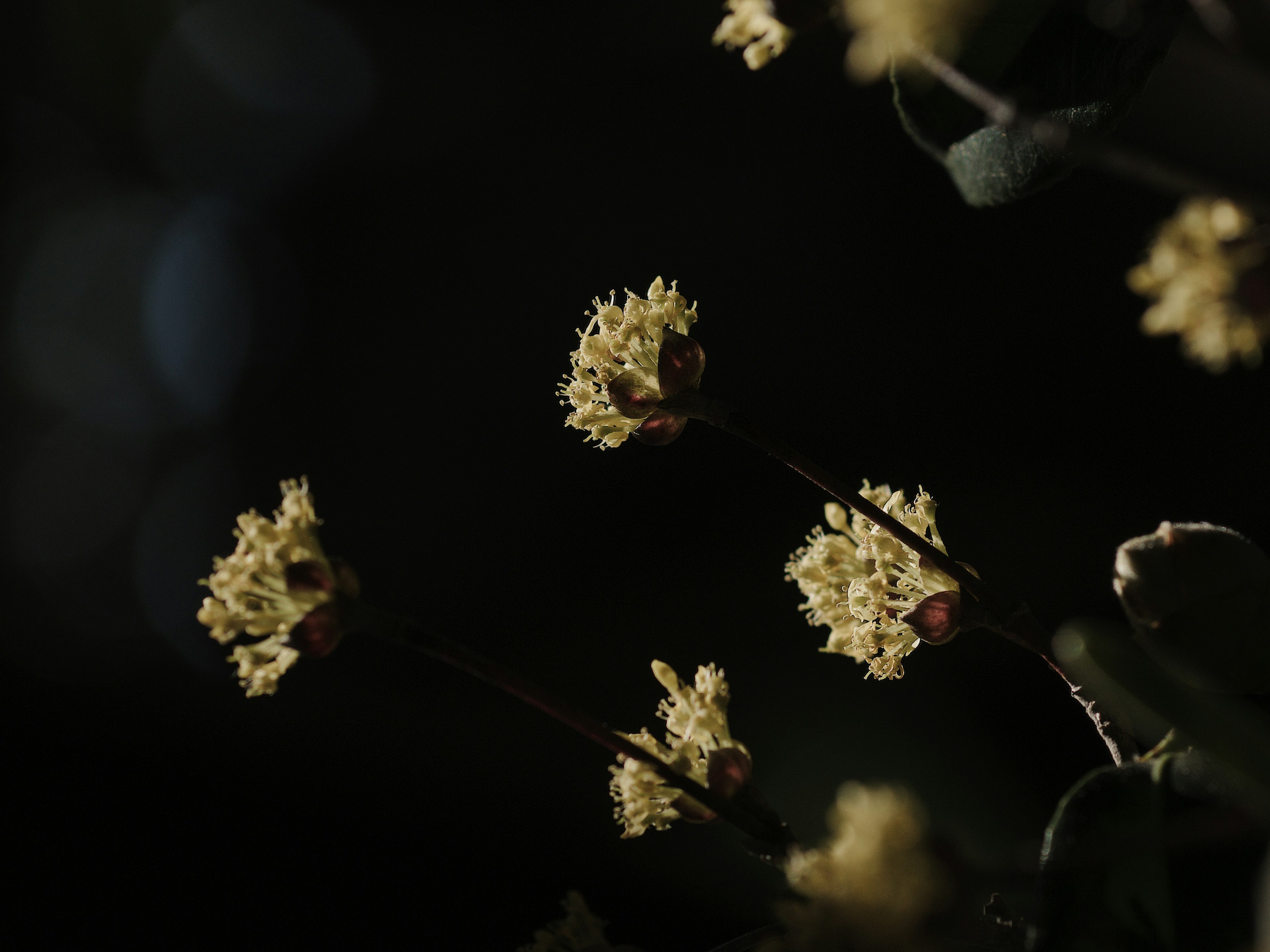 Primer plano de flores amarillas sobre fondo oscuro