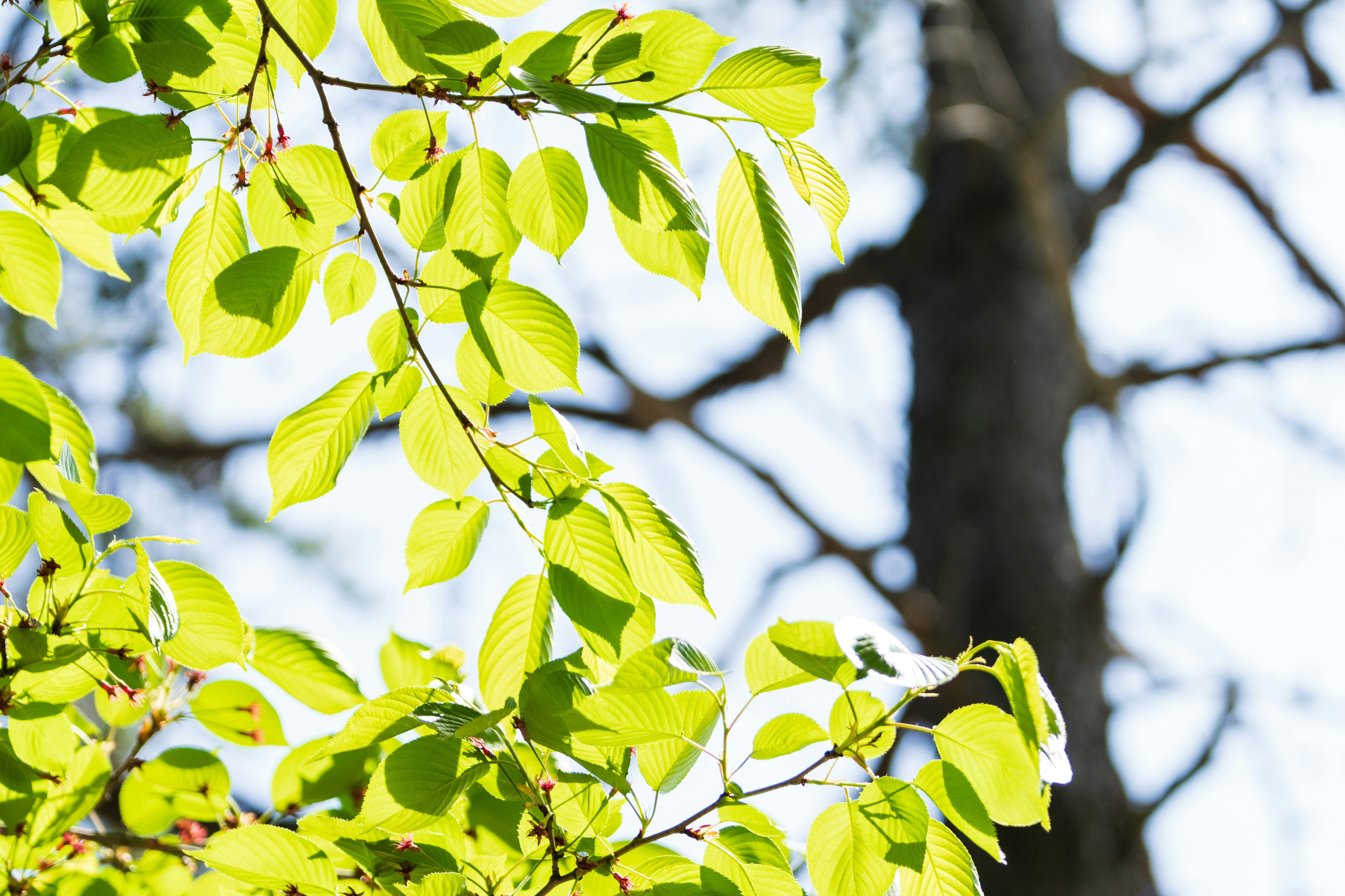 Hojas verdes brillantes con un tronco de árbol borroso al fondo