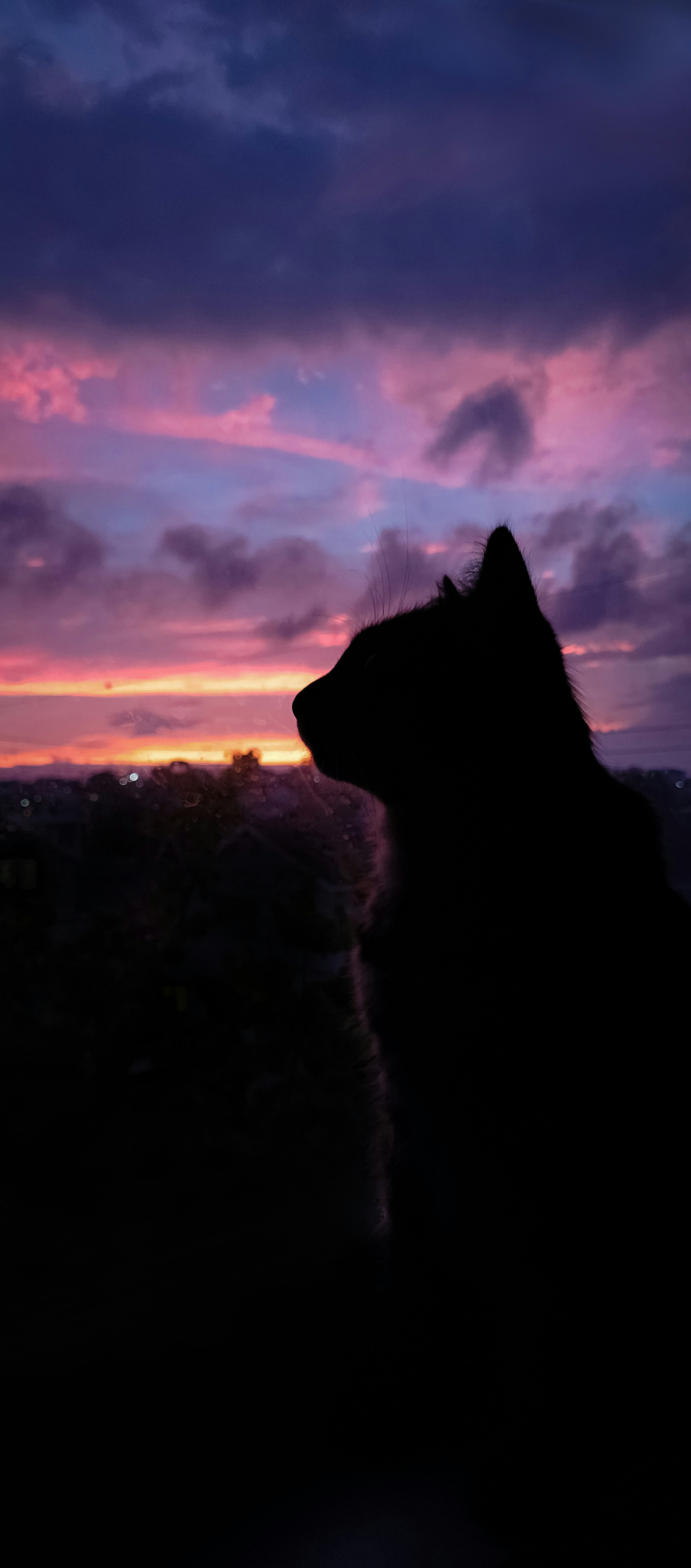 Silhouette d'un chien contre un coucher de soleil coloré