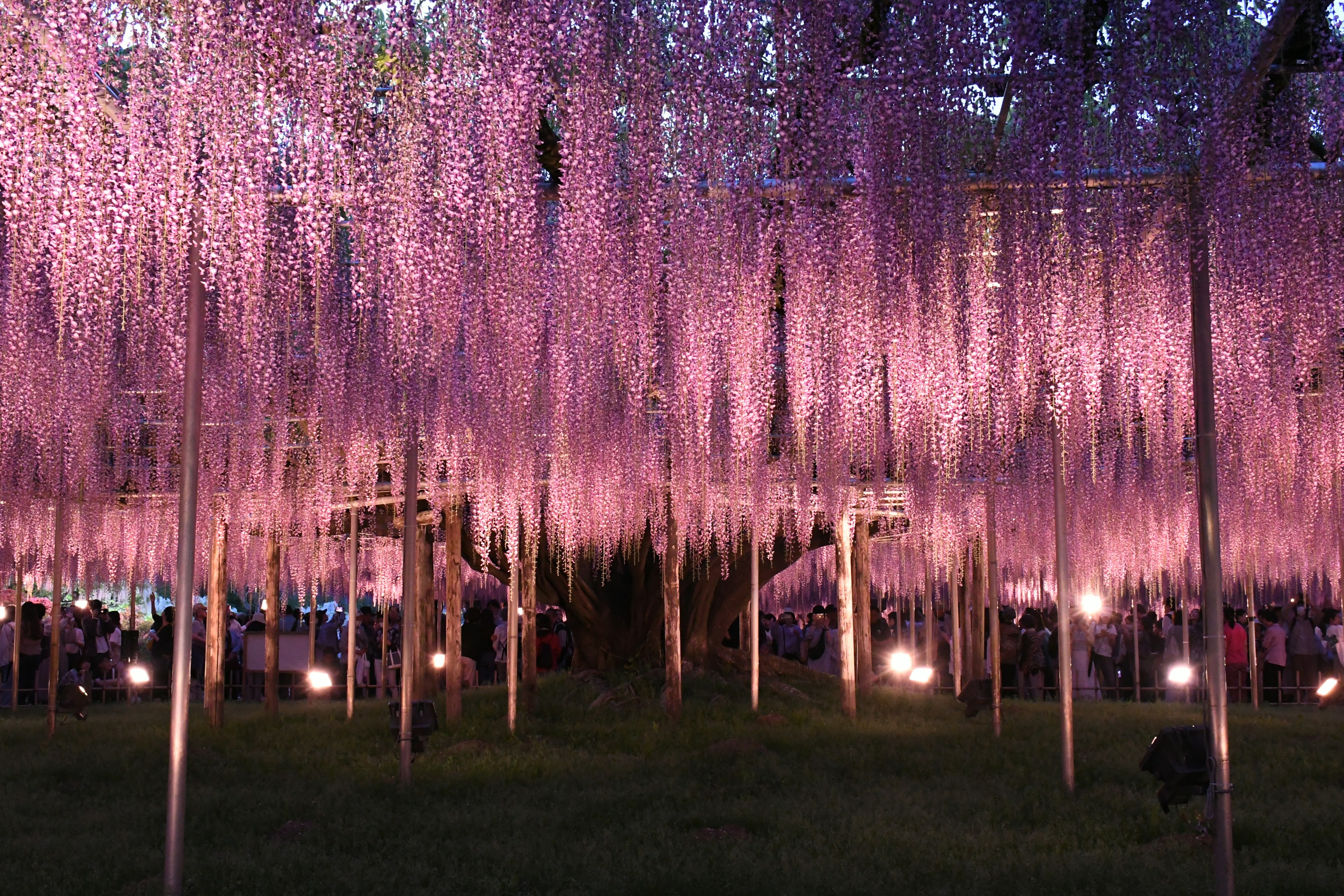 Magnifiques fleurs de glycine dans un parc la nuit