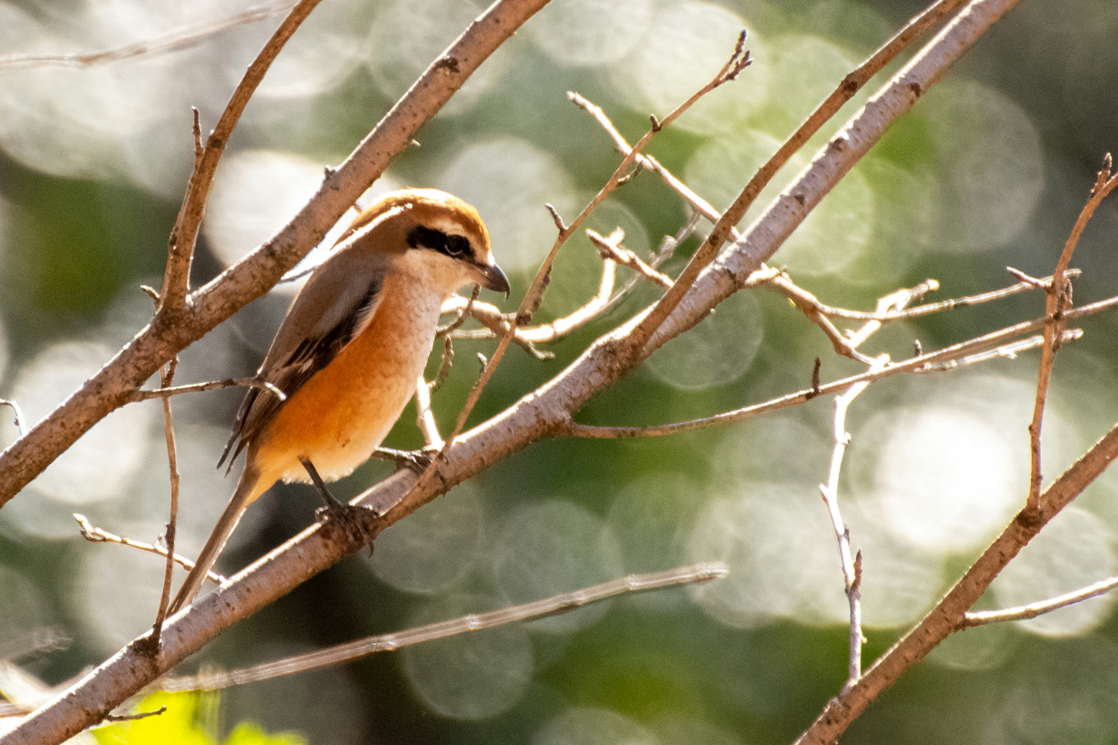 Ein kleiner Vogel sitzt auf einem Zweig vor einem verschwommenen grünen Hintergrund