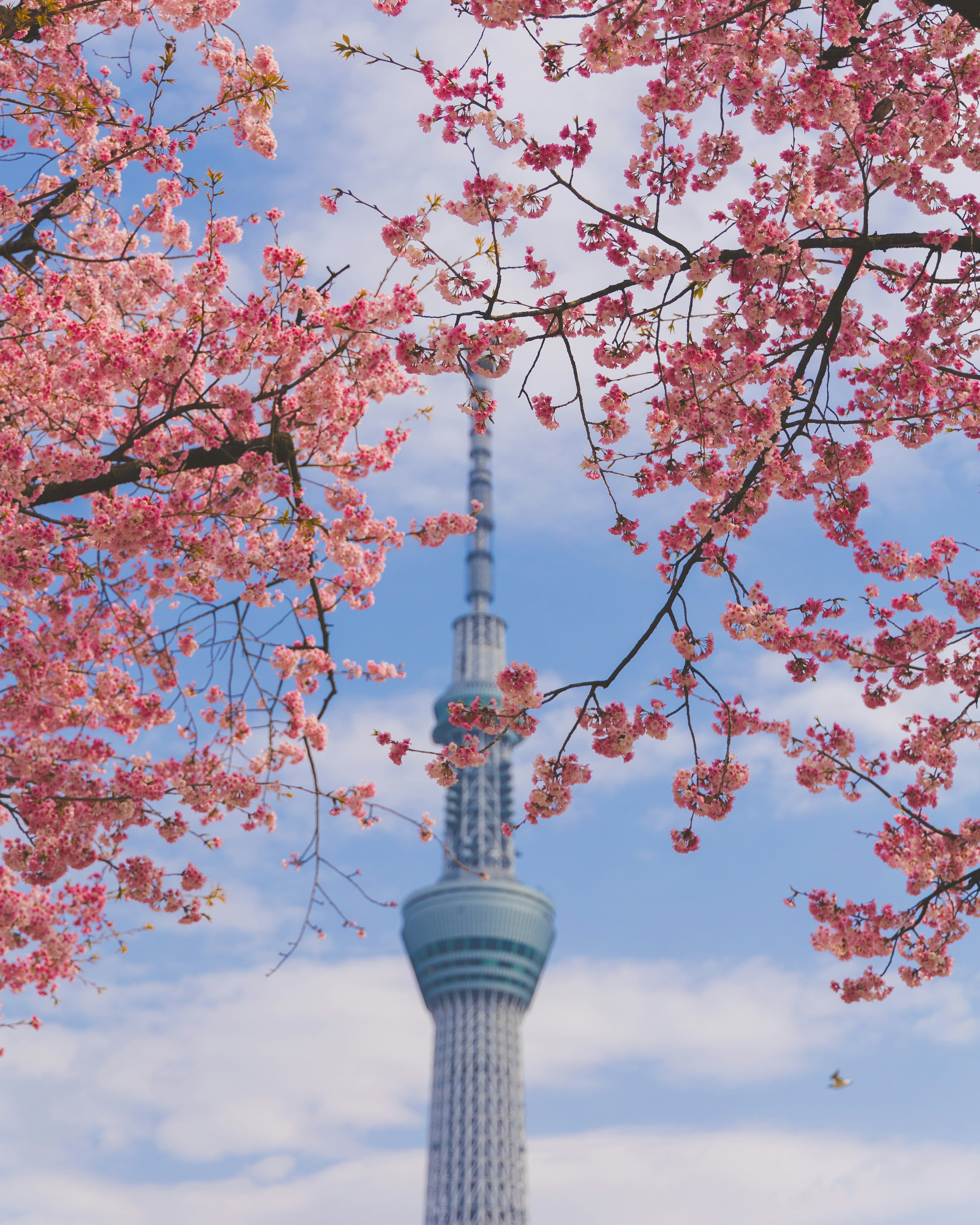 东京晴空塔在盛开的樱花中耸立在蓝天下