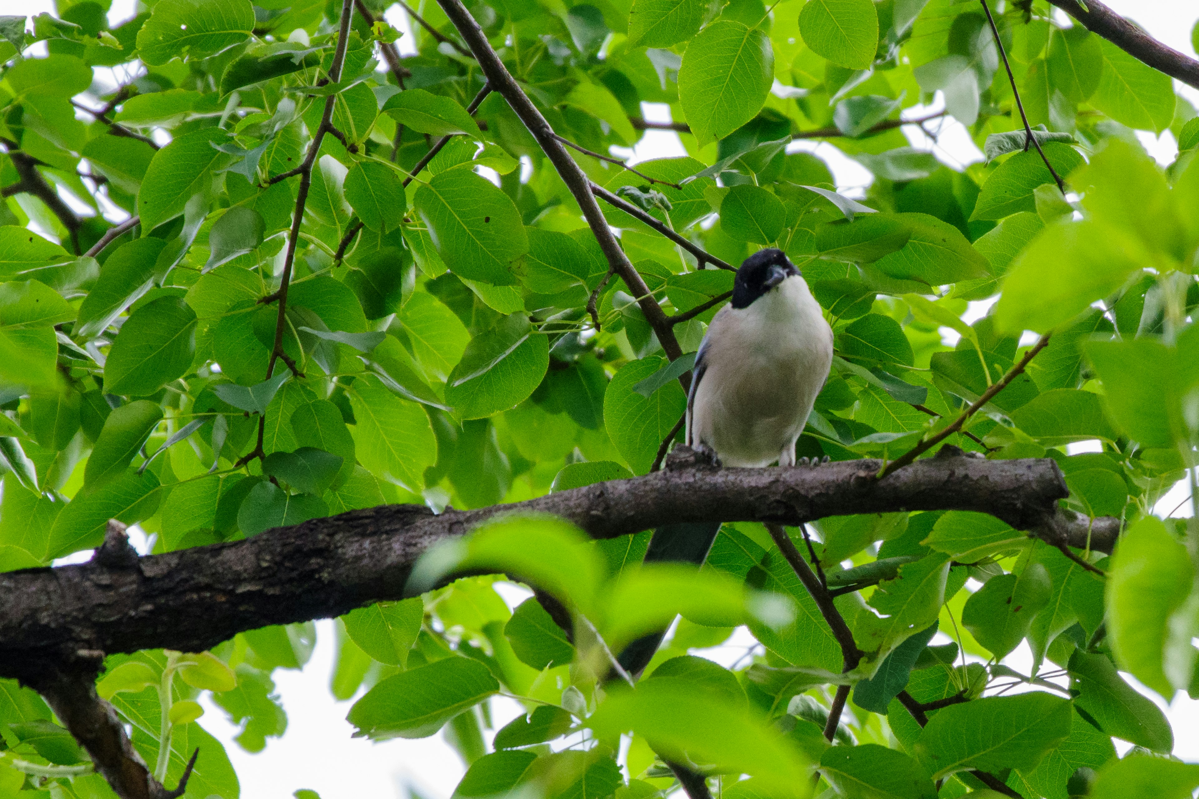 Ein Vogel, der auf einem Ast sitzt, umgeben von grünen Blättern