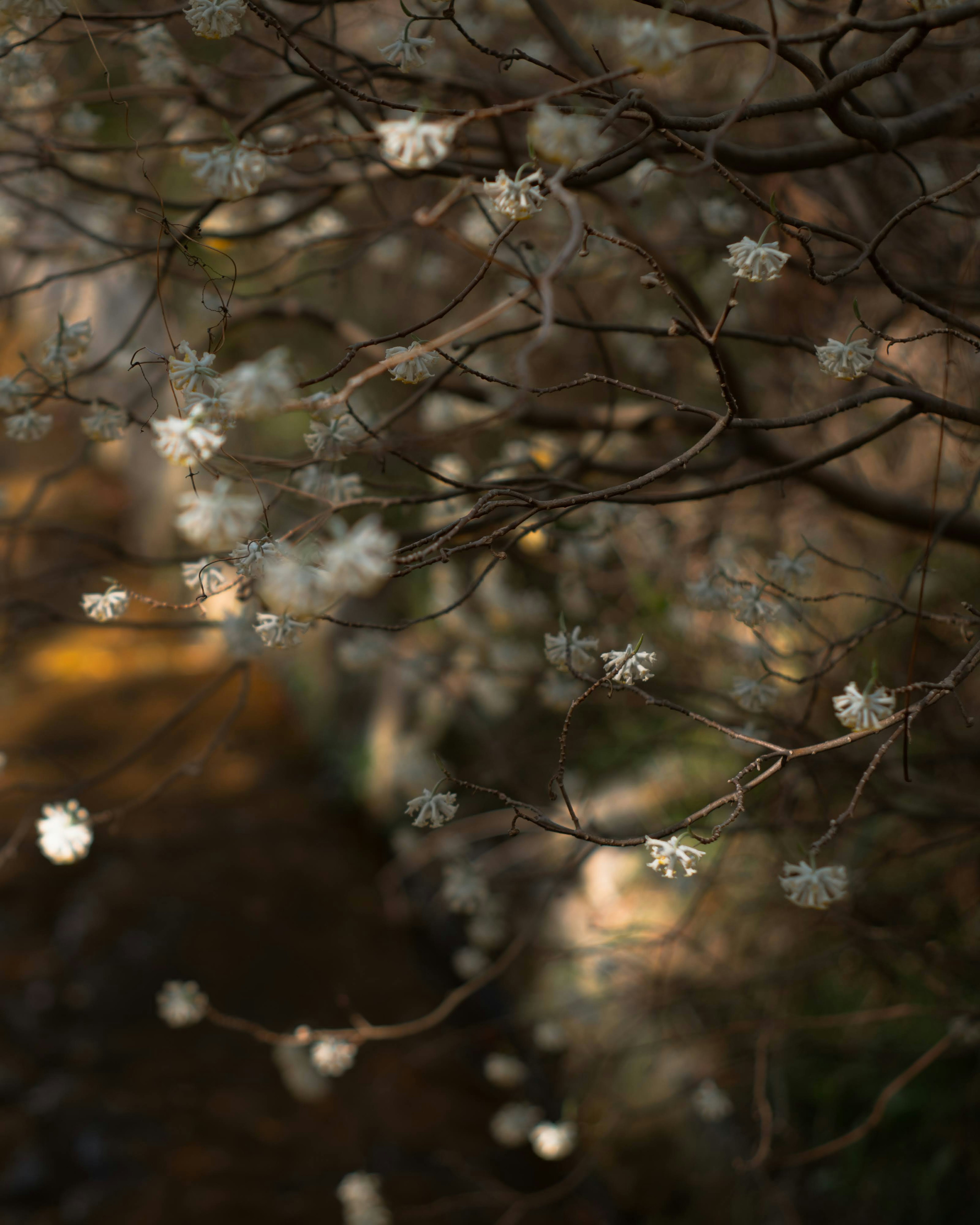 Beautiful scene of white flowers and branches near a stream