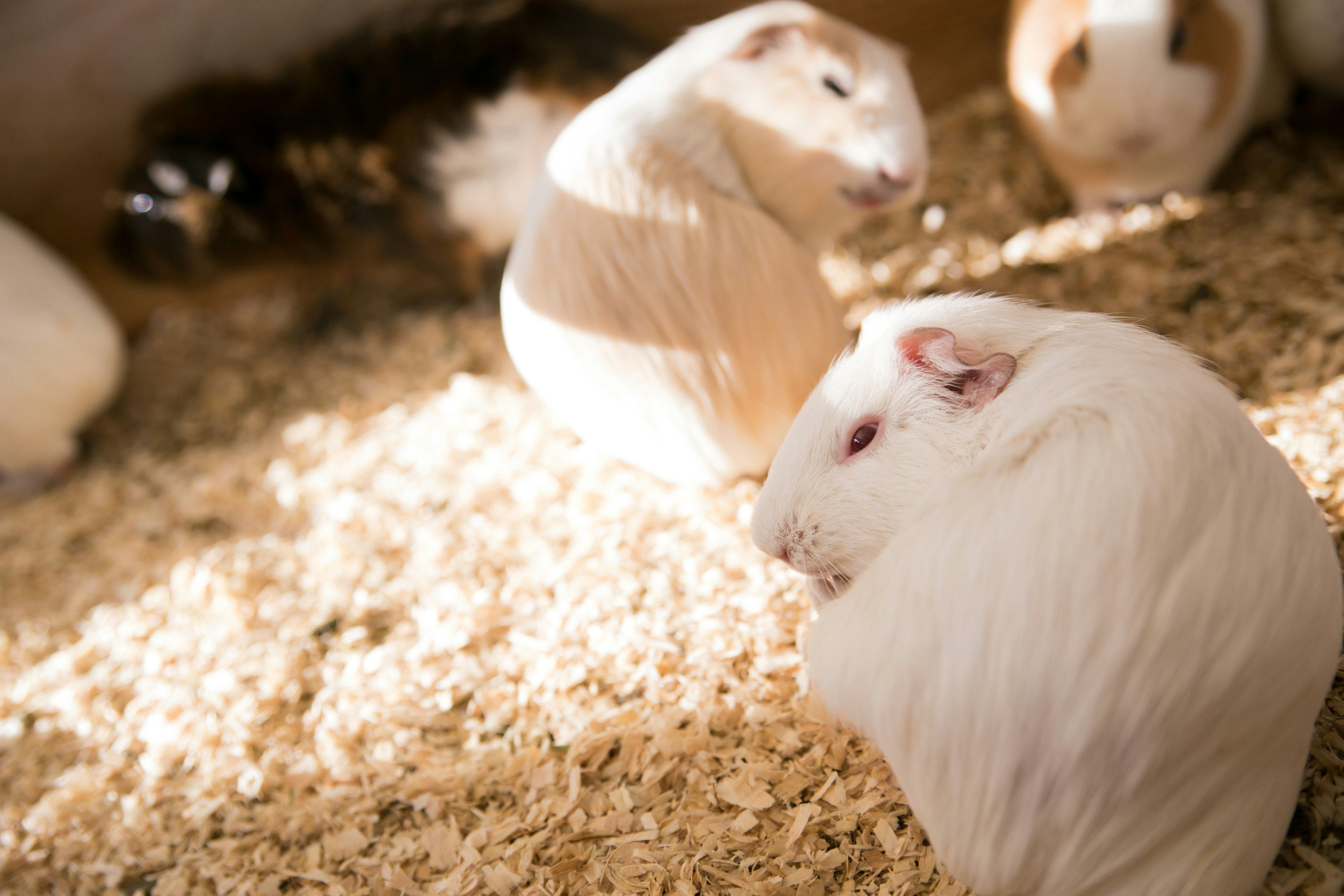 A close-up of white guinea pigs on wood shavings with other guinea pigs in the background