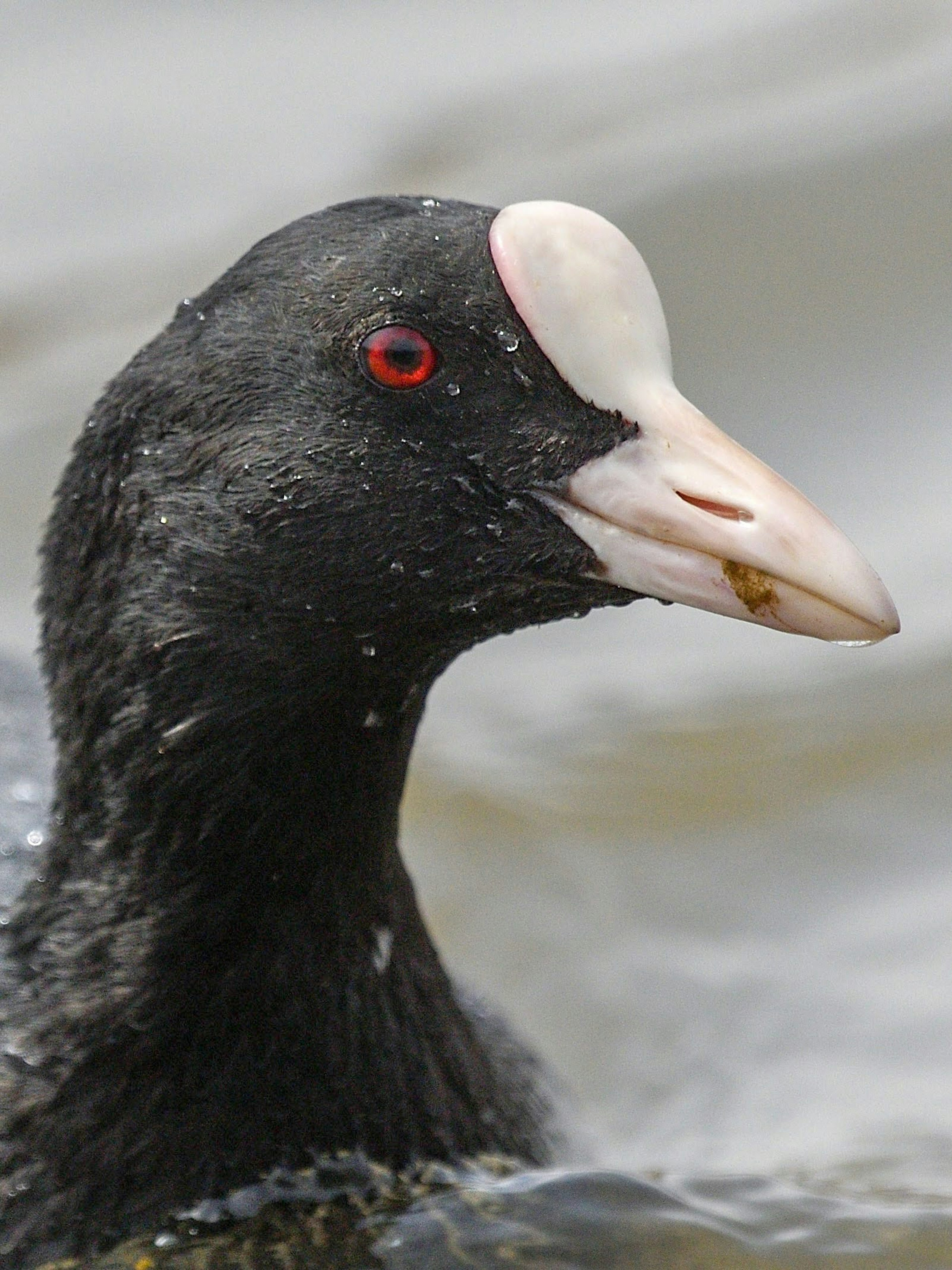 Close-up burung hitam di atas air dengan mata merah dan paruh putih yang khas