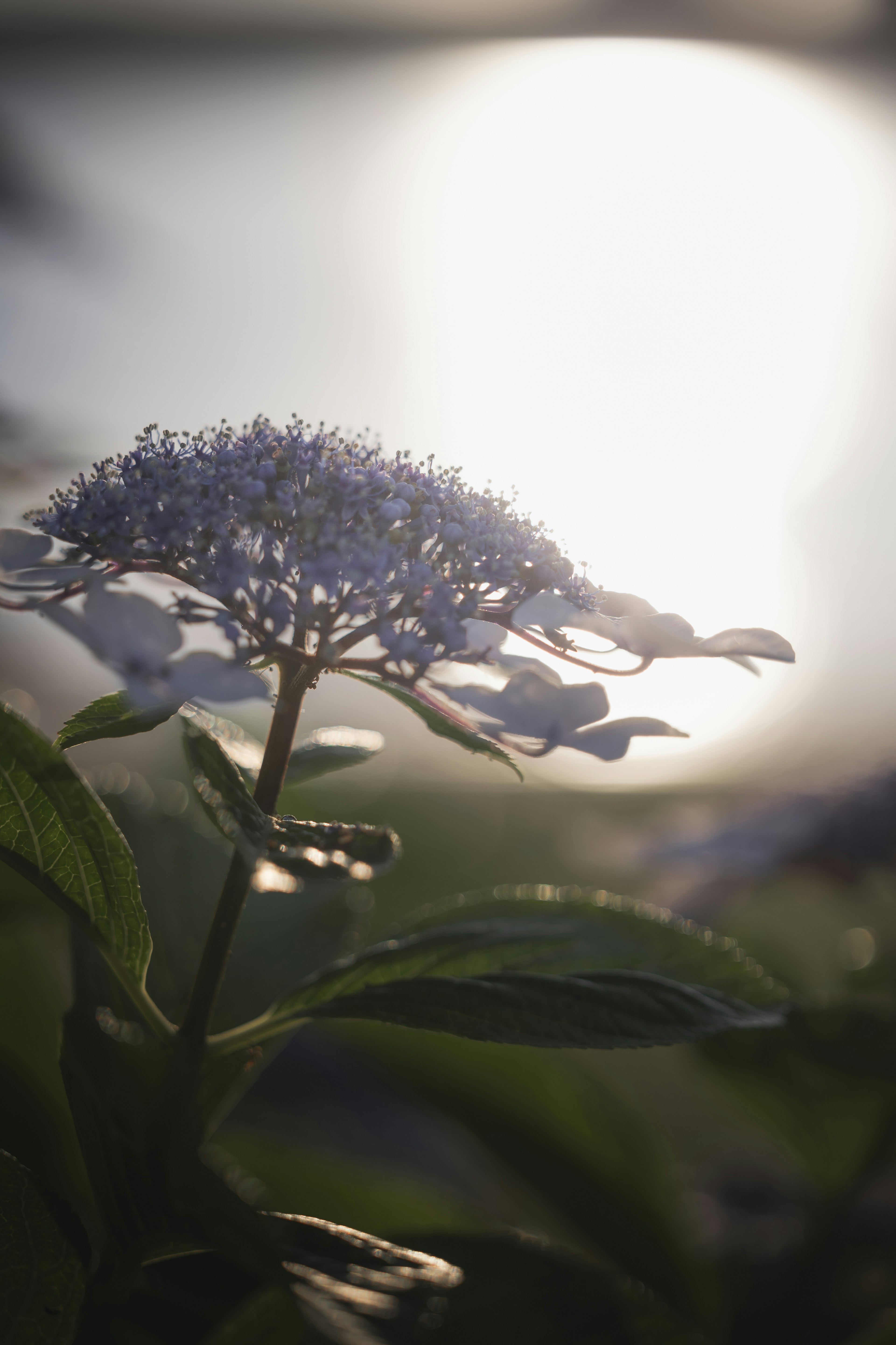 Flor azul con luz suave de fondo