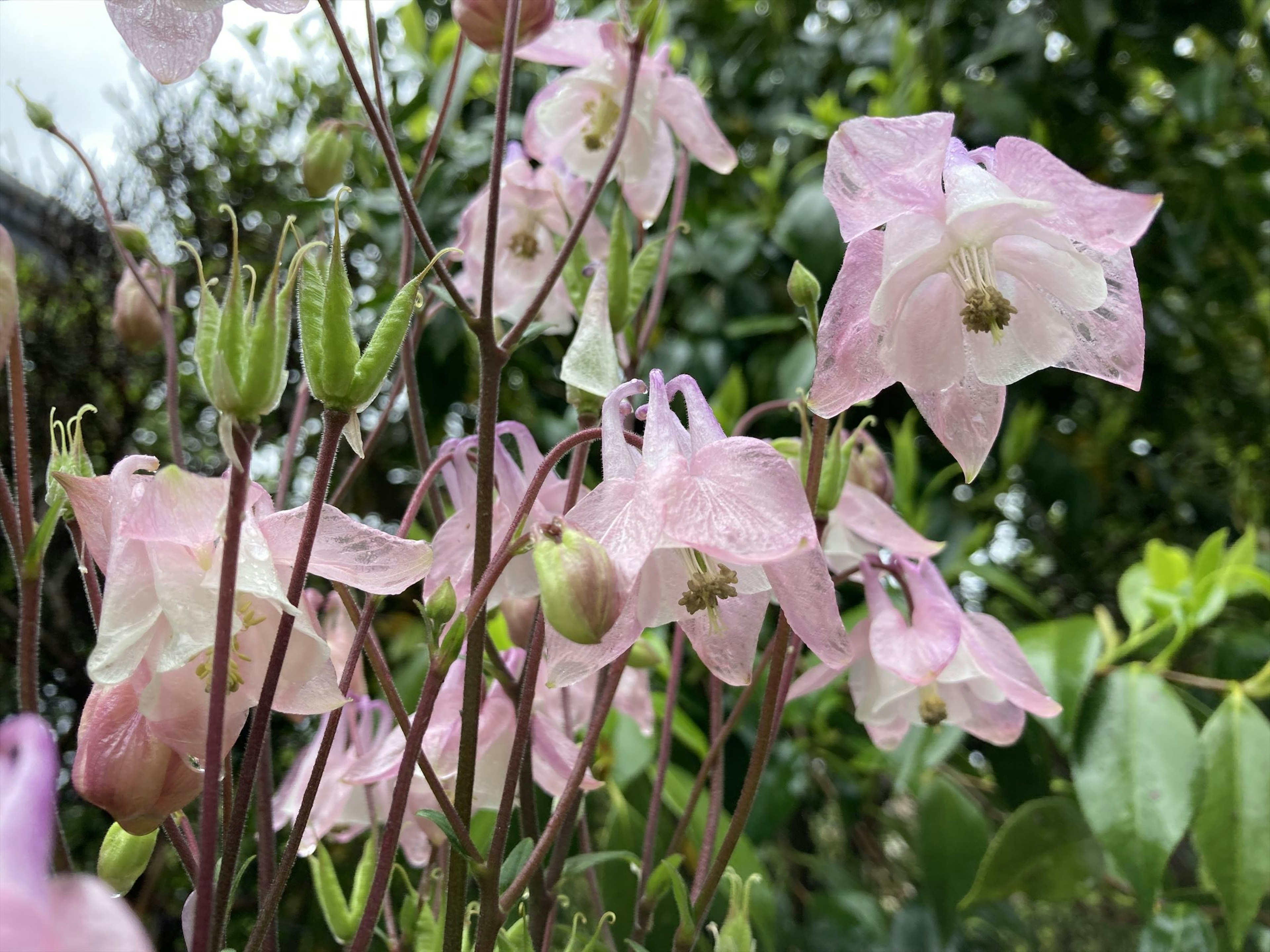 Acercamiento de una planta con flores rosas delicadas