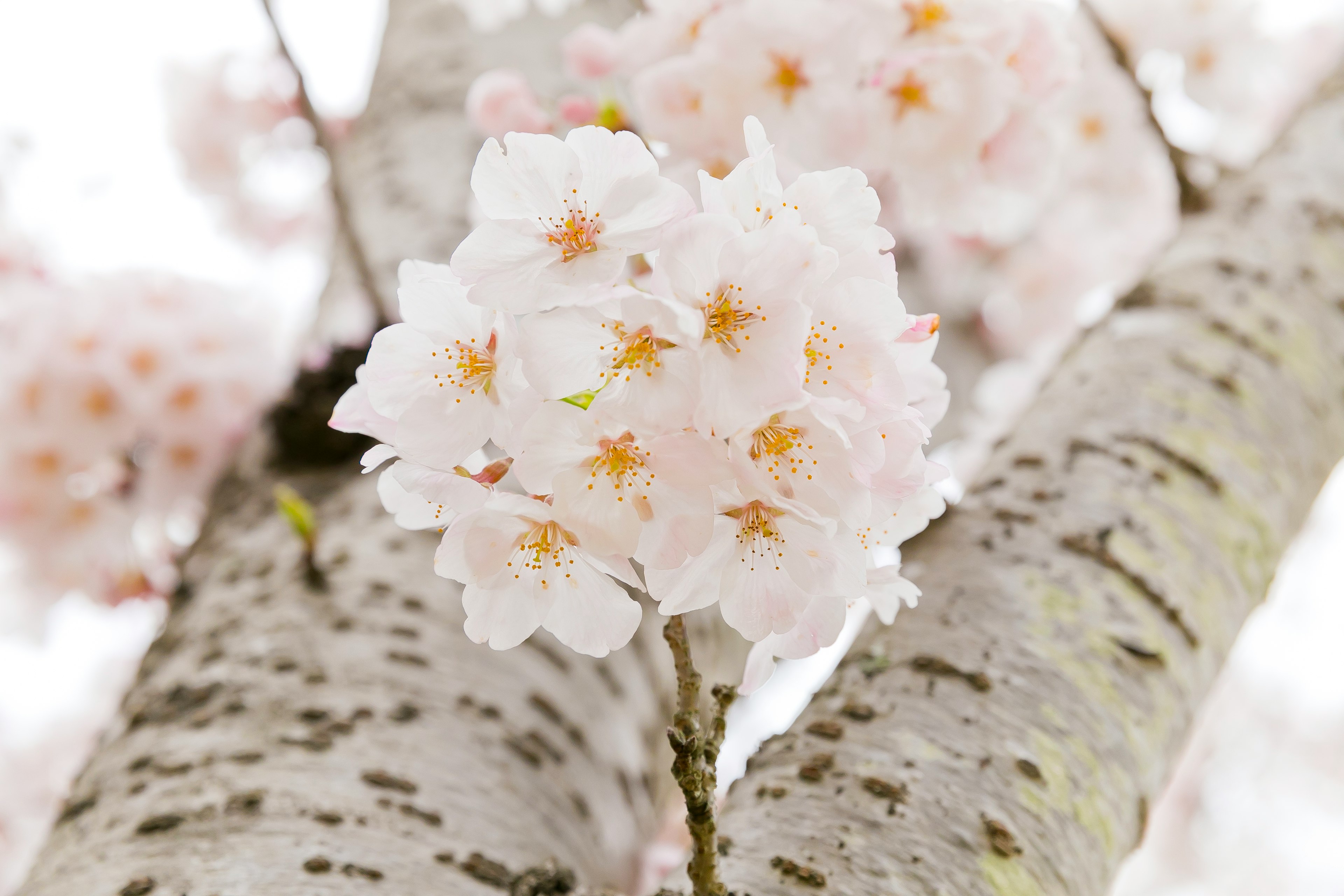 桜の花が咲いている木の幹の近くの美しい白い花