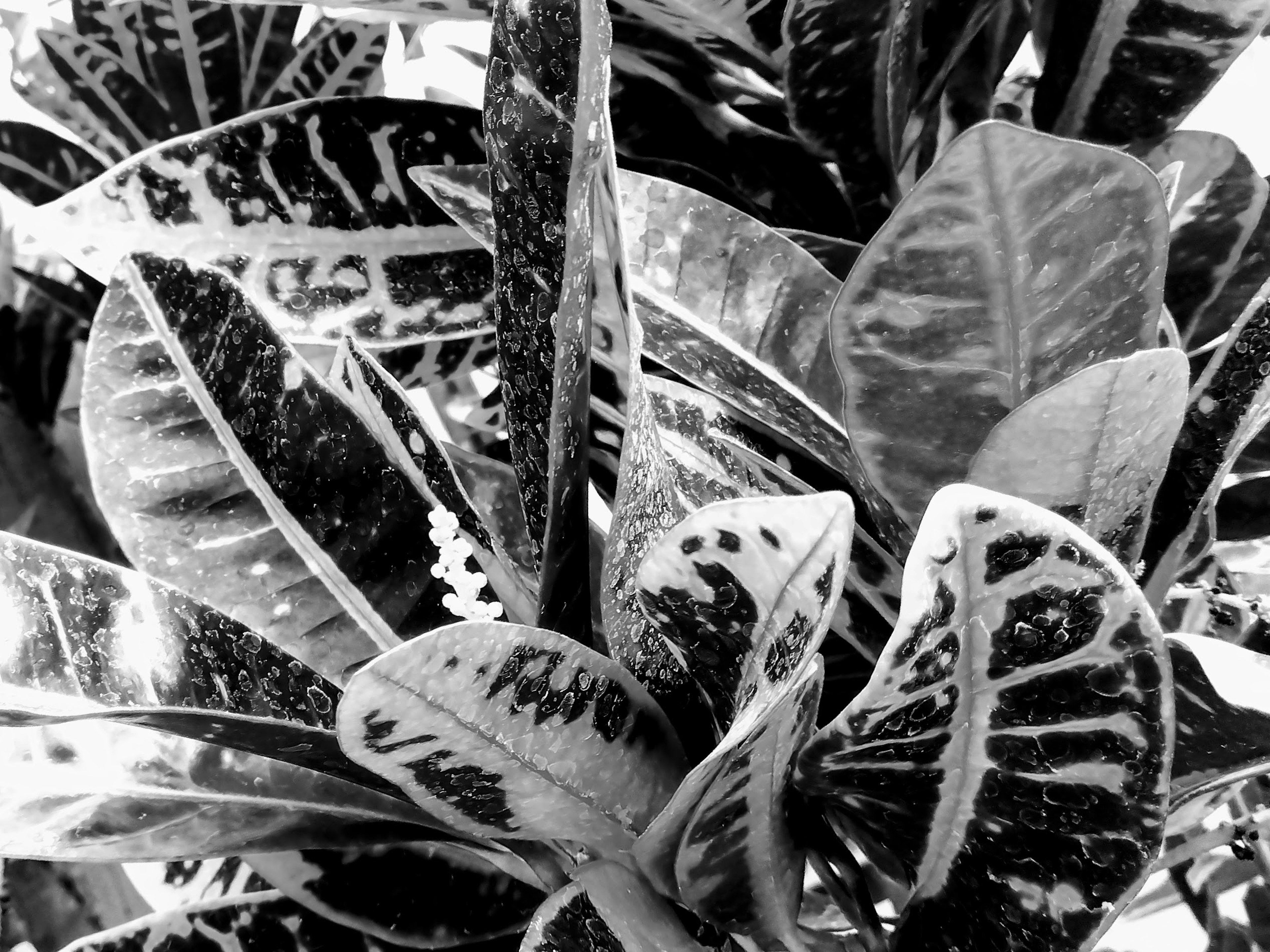 Close-up tanaman dengan daun hitam dan putih