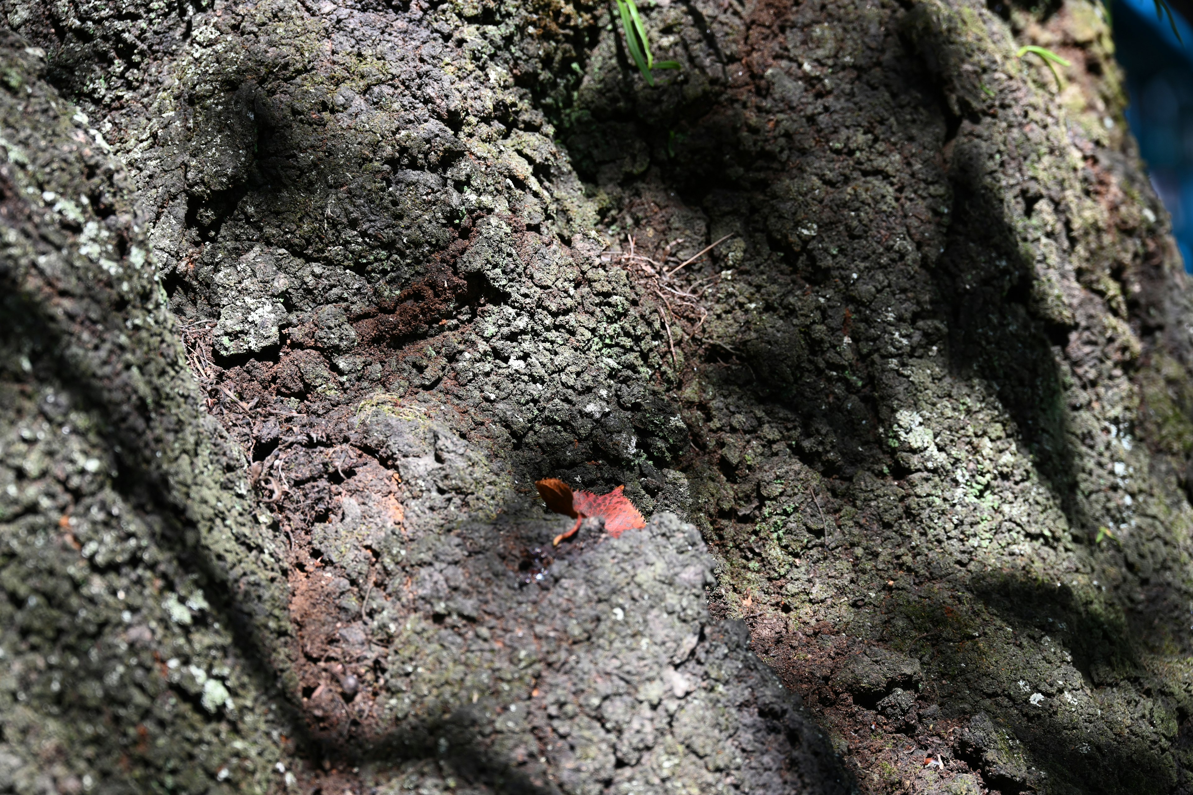 Close-up tekstur kulit pohon dengan pola dan warna unik