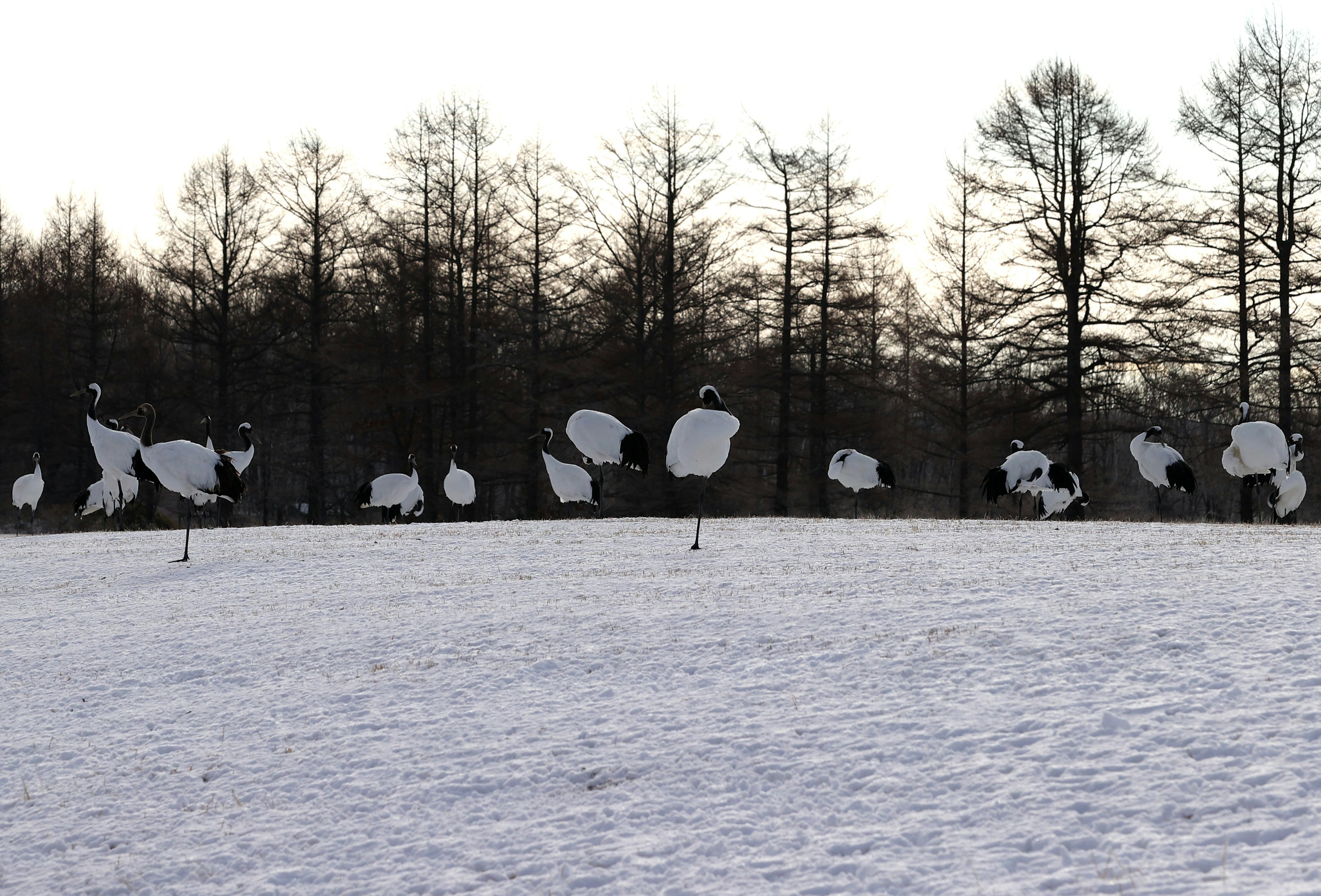 Un grupo de grúas elegantes volando sobre un campo nevado con árboles al fondo