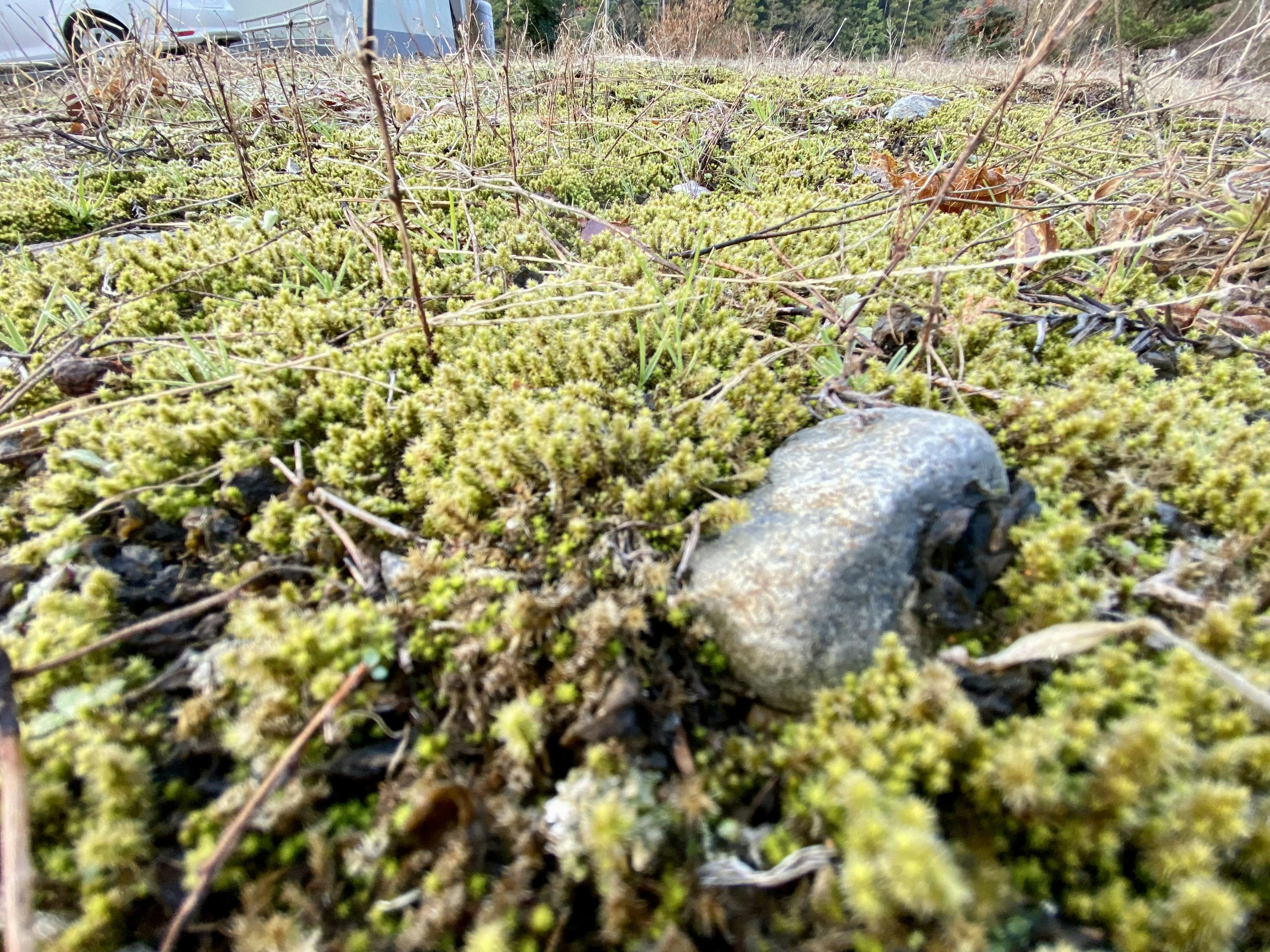 青々とした苔の上に石がある風景