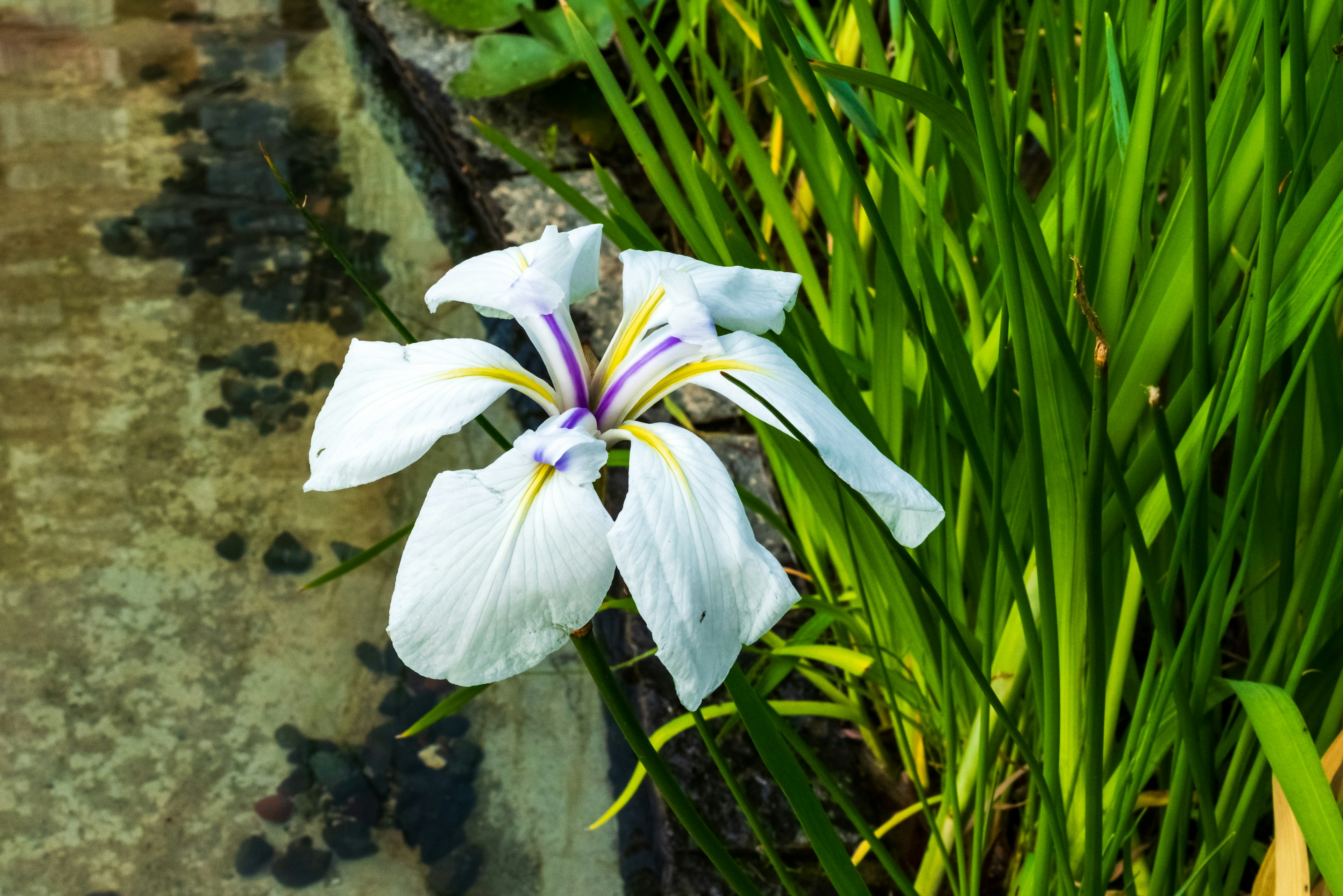 Belle fleur blanche avec des accents violets entourée de feuilles vertes