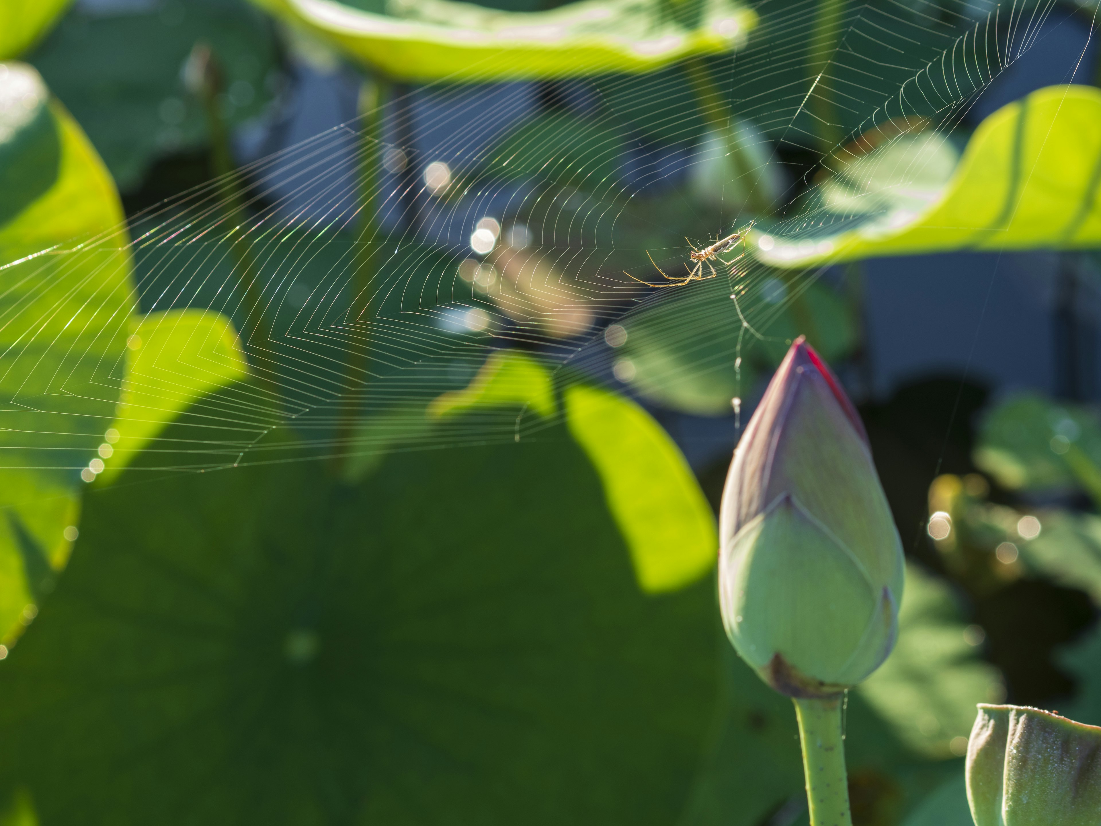 Bouton de lotus entouré de feuilles vertes et d'une toile d'araignée