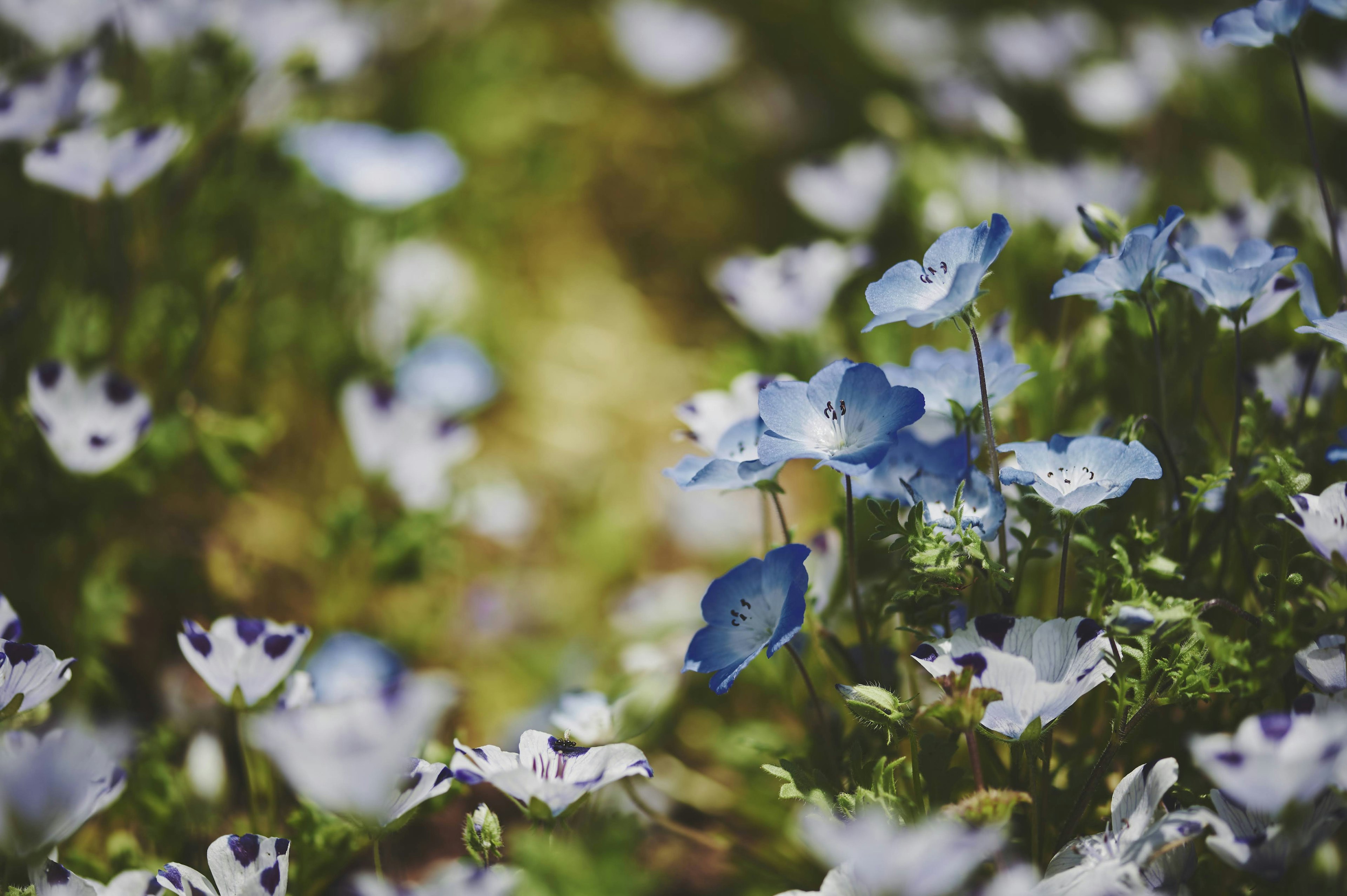 Gros plan de fleurs bleues en fleurs dans un cadre naturel