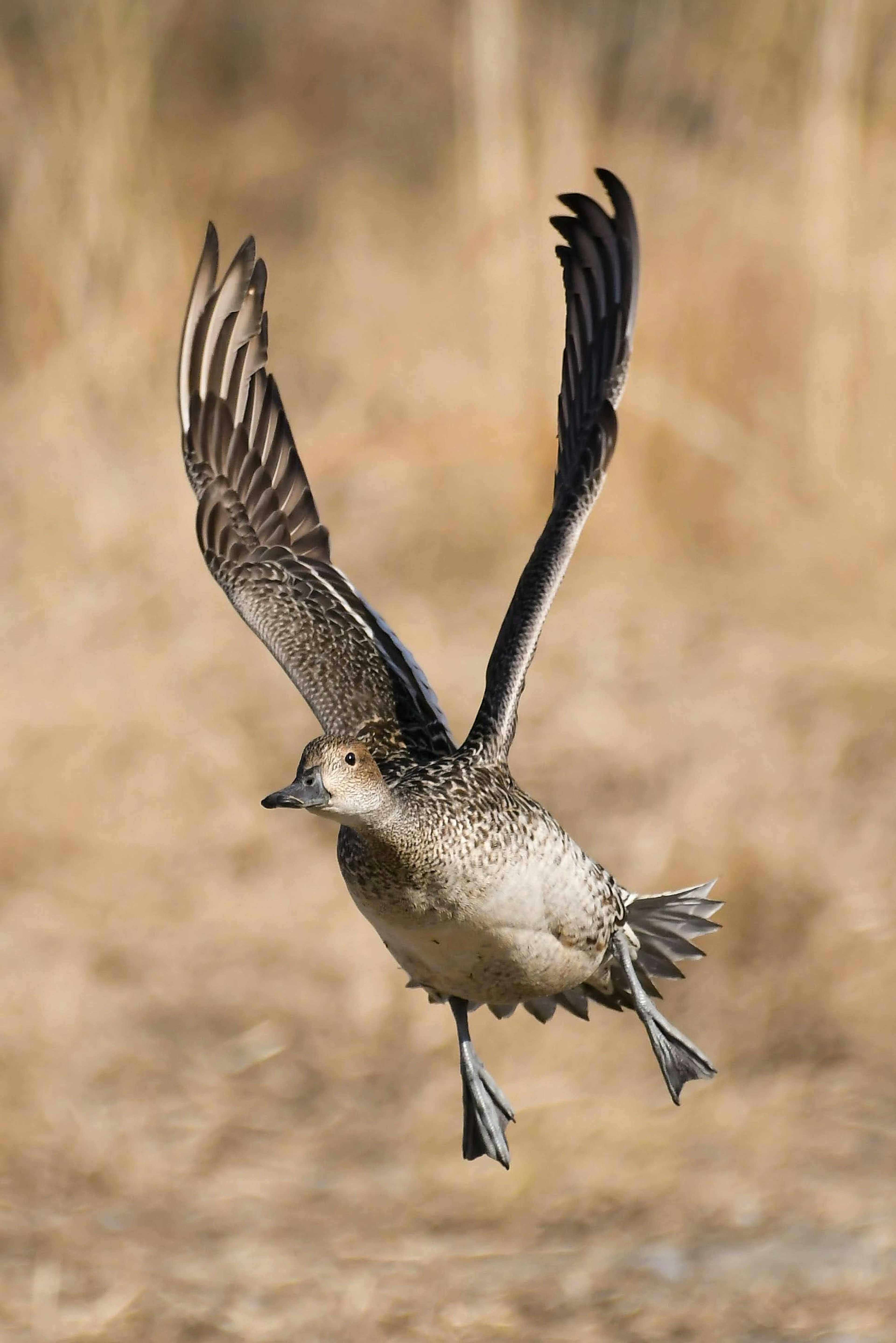 Ein Vogel im Flug mit ausgebreiteten Flügeln, der anmutige Bewegung zeigt