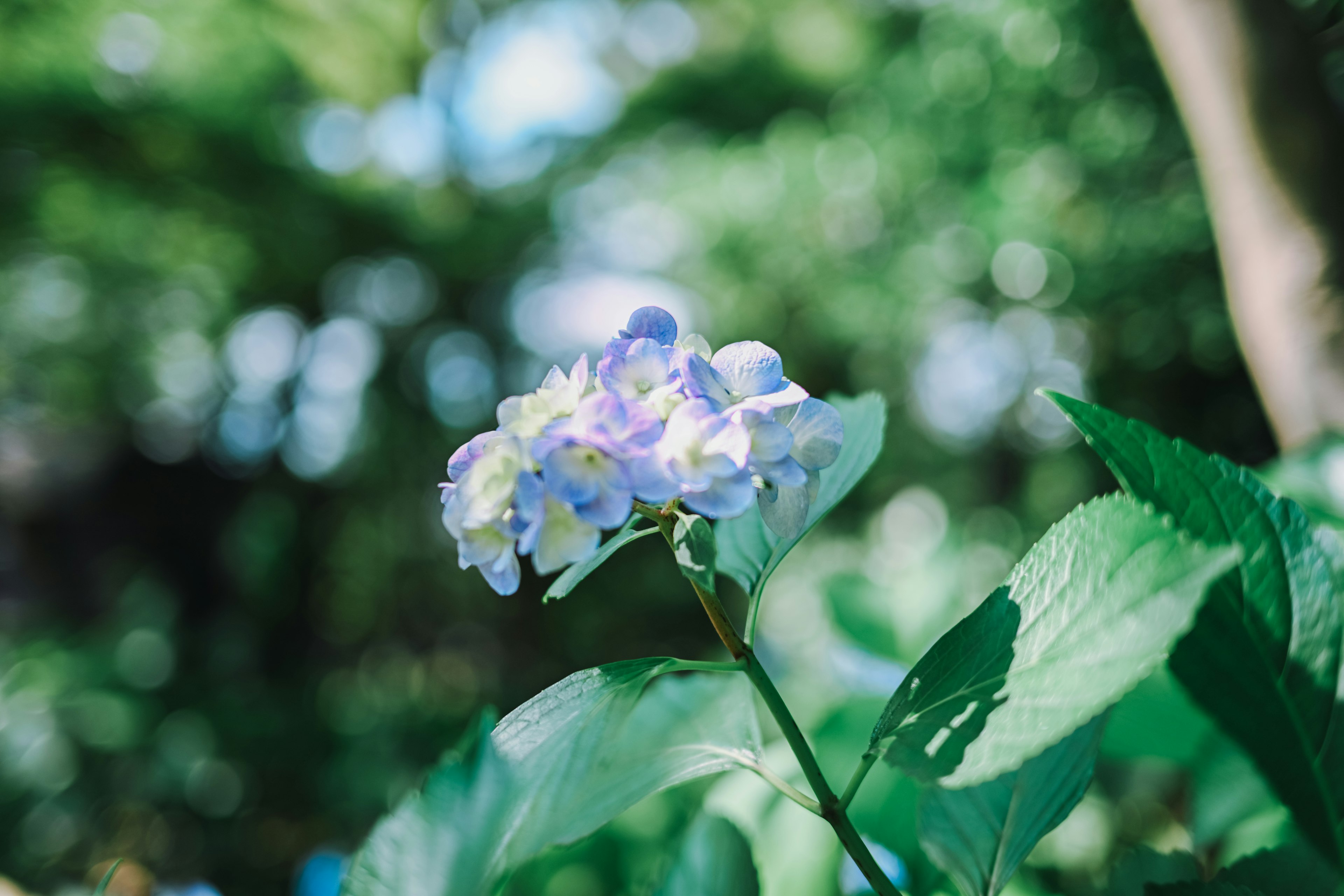 Un primer plano de una flor azul-púrpura entre hojas verdes