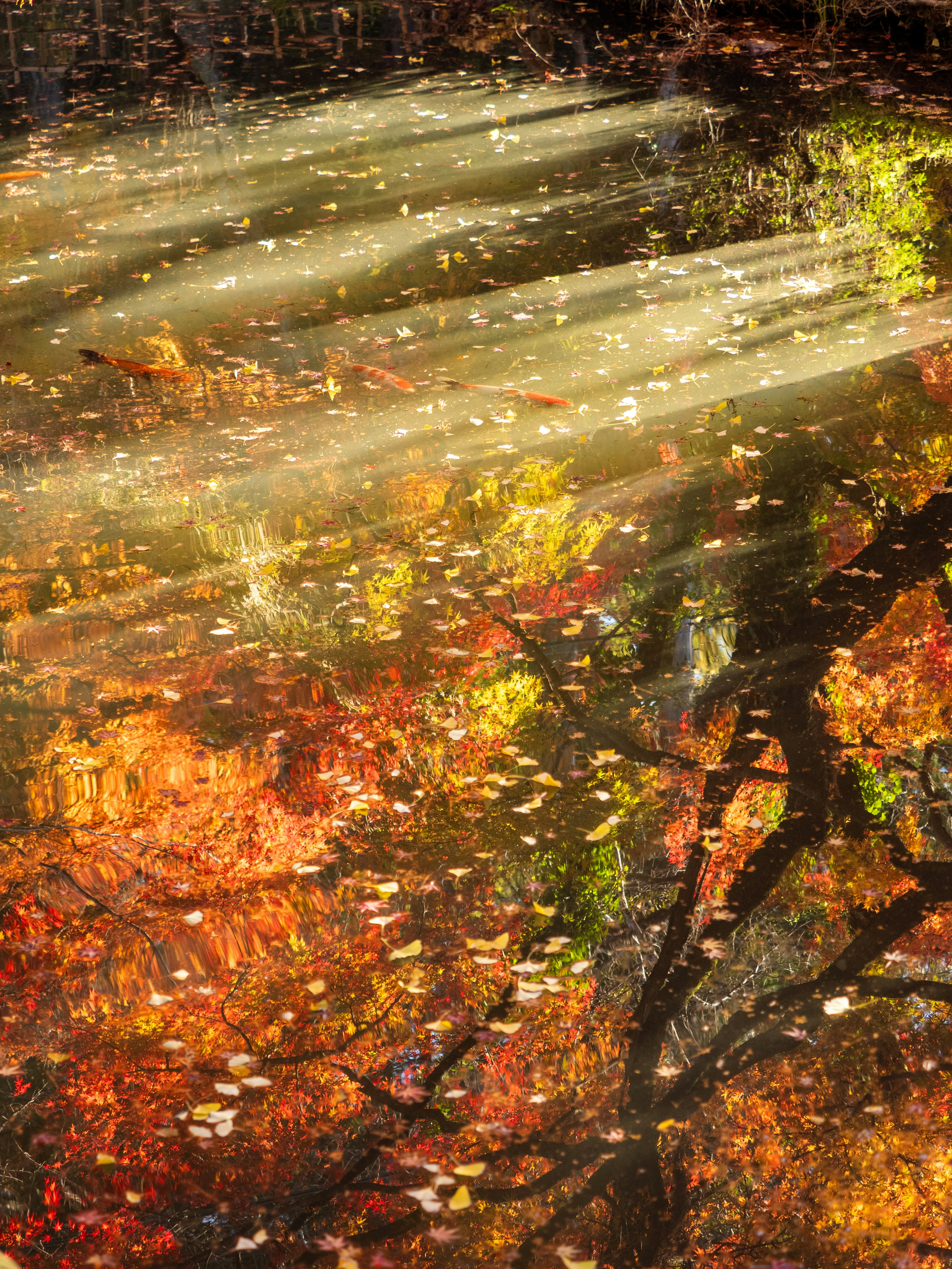 Schöne Landschaft mit Herbstblättern und Lichtstrahlen, die auf Wasser reflektiert werden