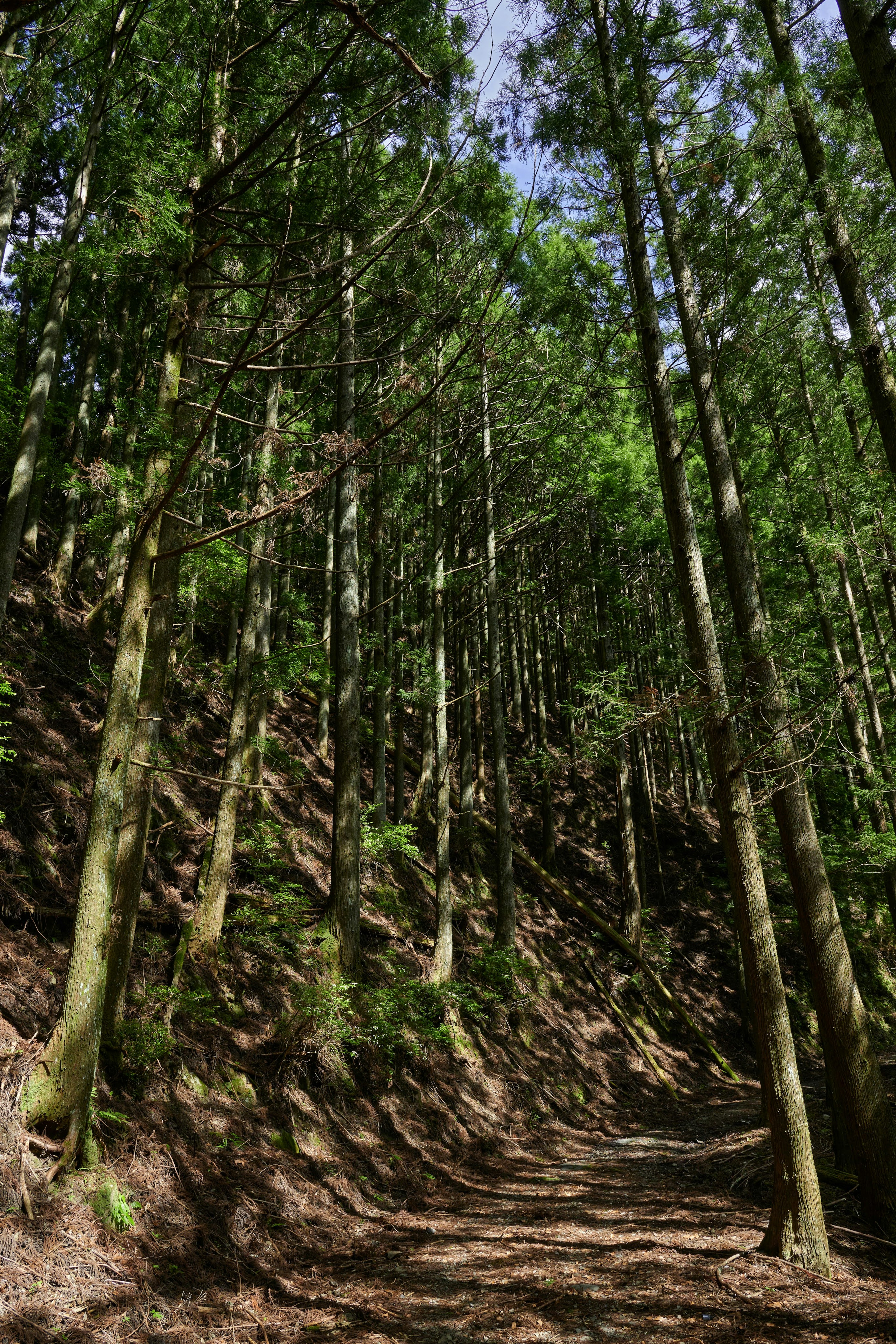 Malerscher Weg durch einen grünen Wald mit hohen Bäumen