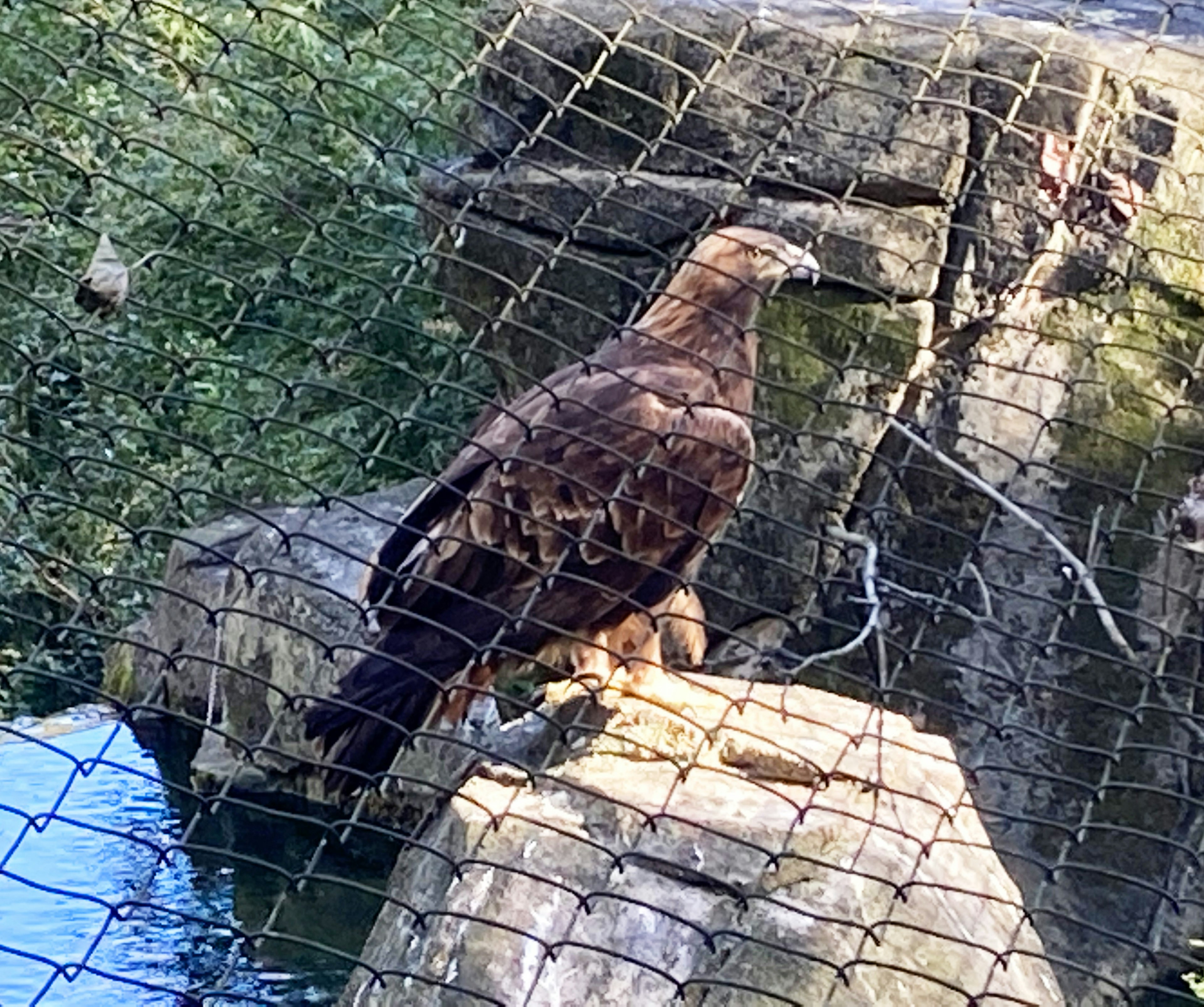 Águila dorada posada sobre una roca con follaje verde de fondo