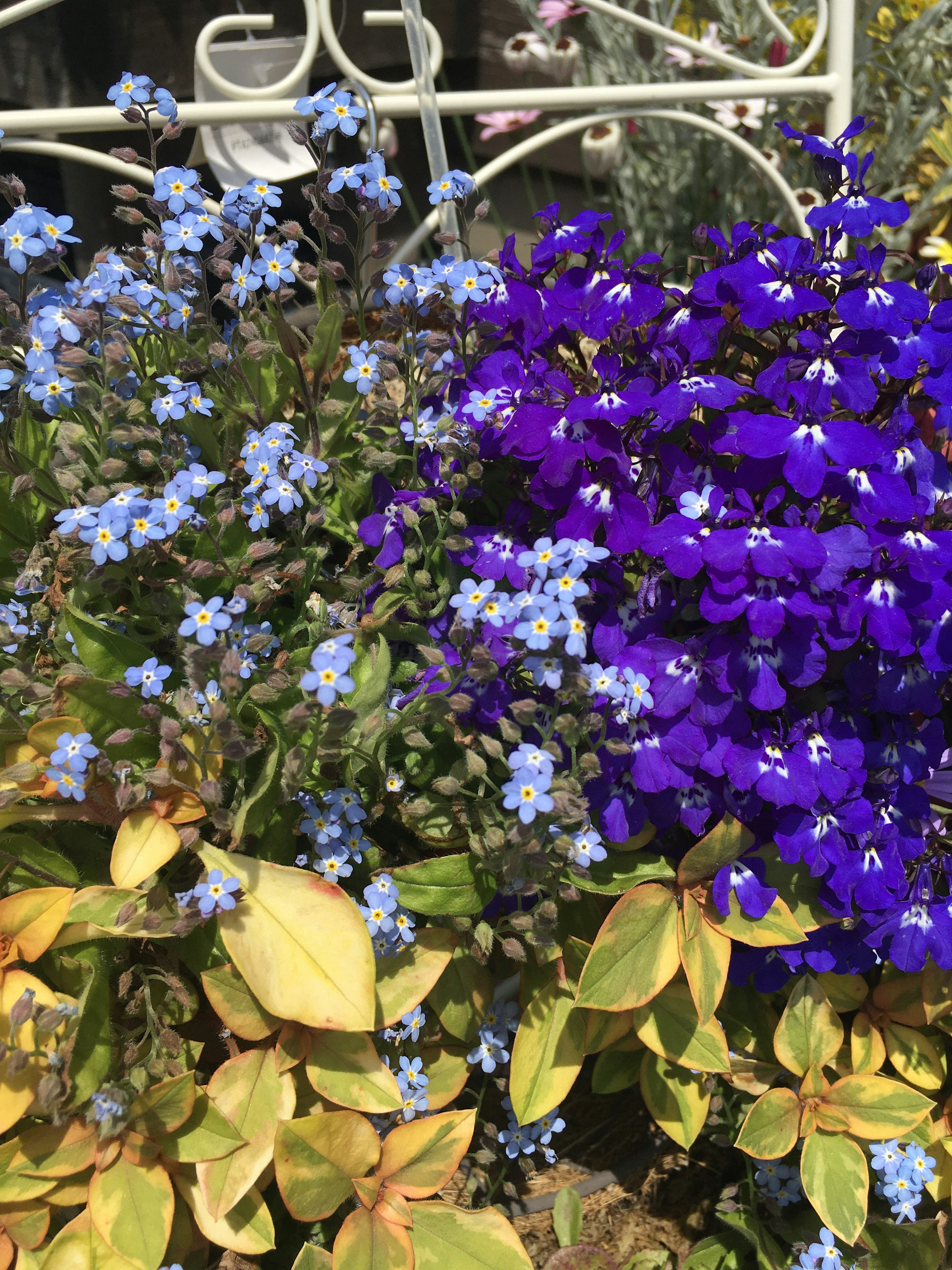 青い花と紫の花が咲いている植物の寄せ植え