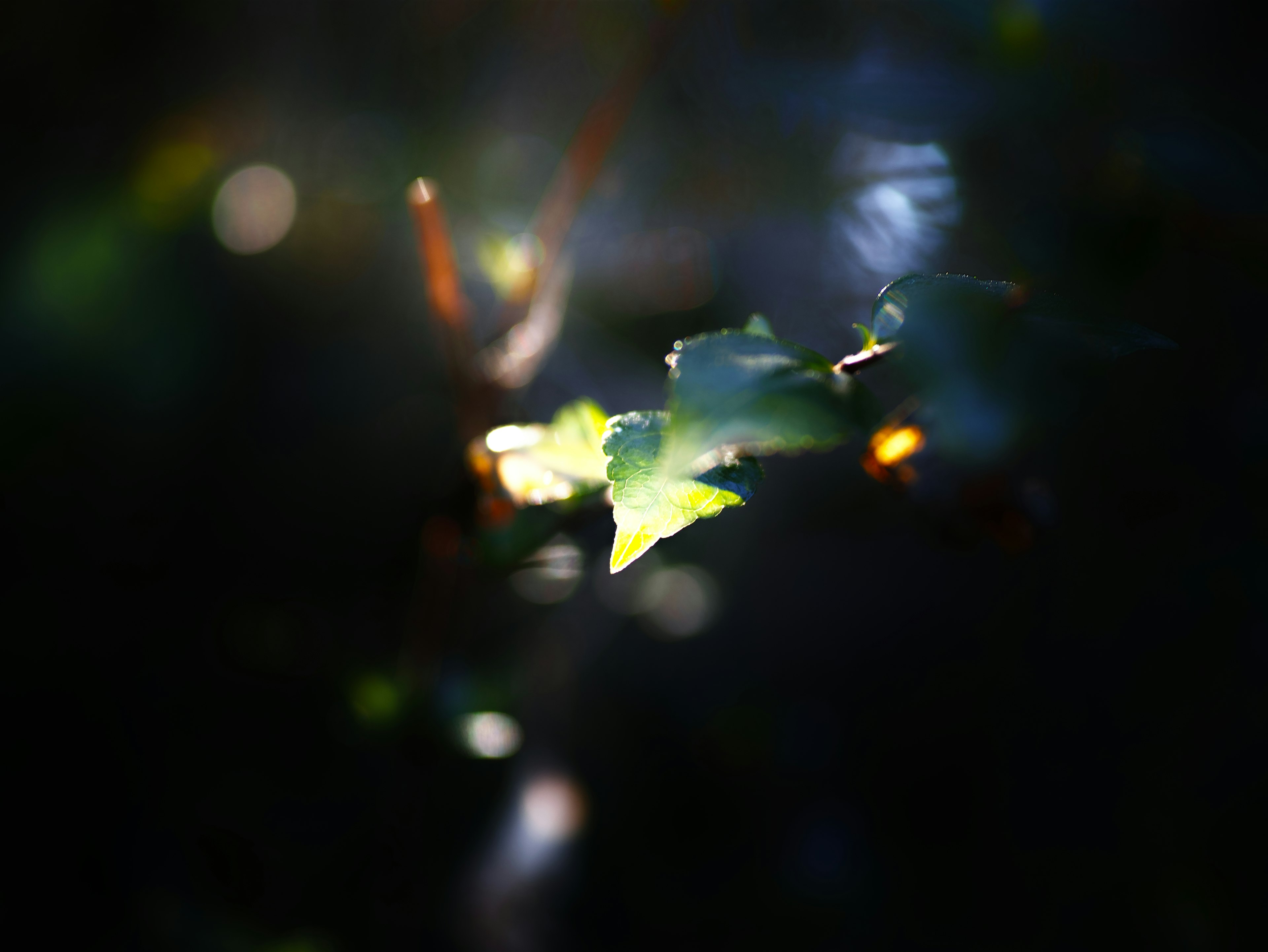 Glowing green leaf against a dark background