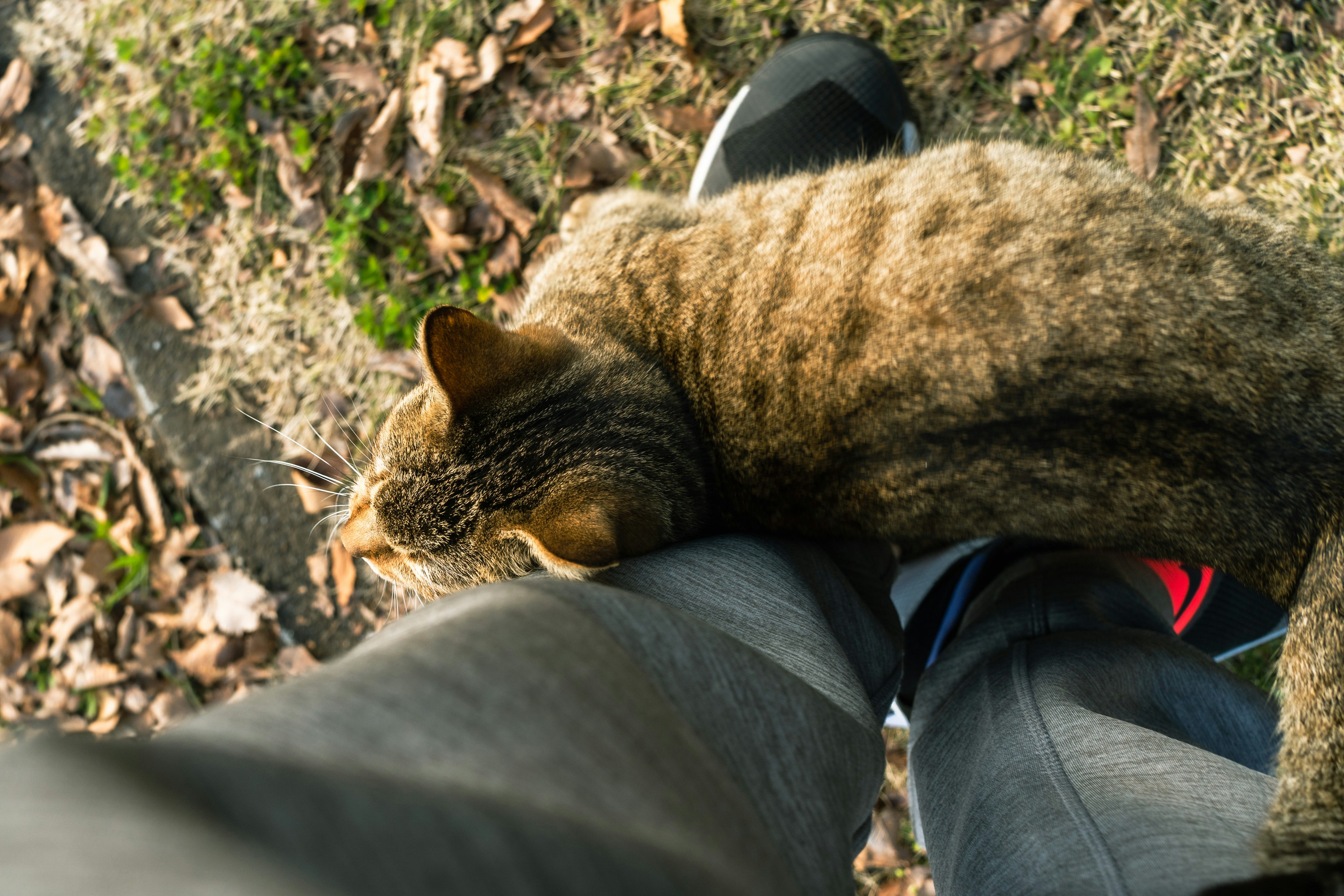 Tabby cat cuddling against a person's leg outdoors