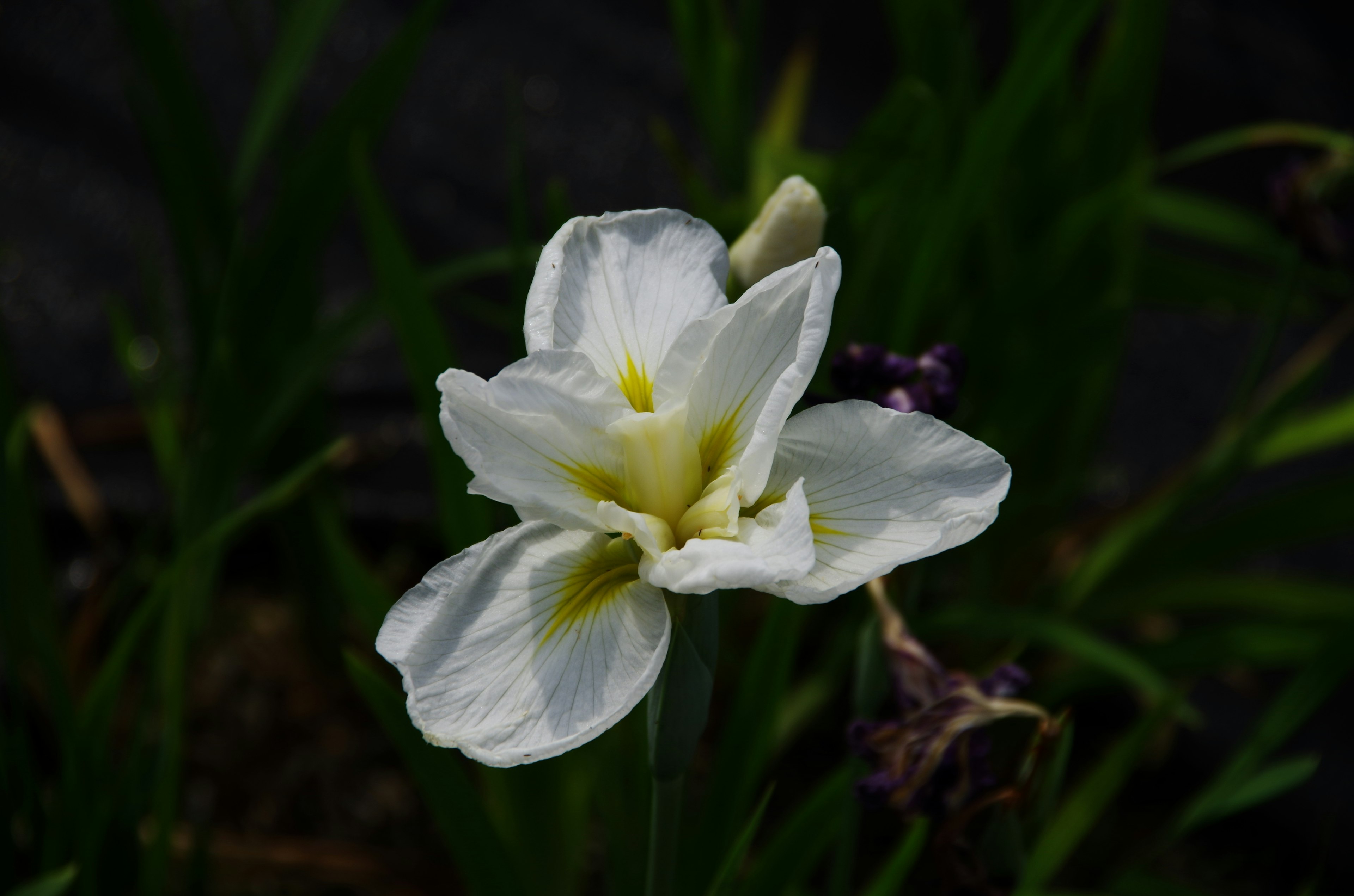 White flower with yellow accents surrounded by green leaves