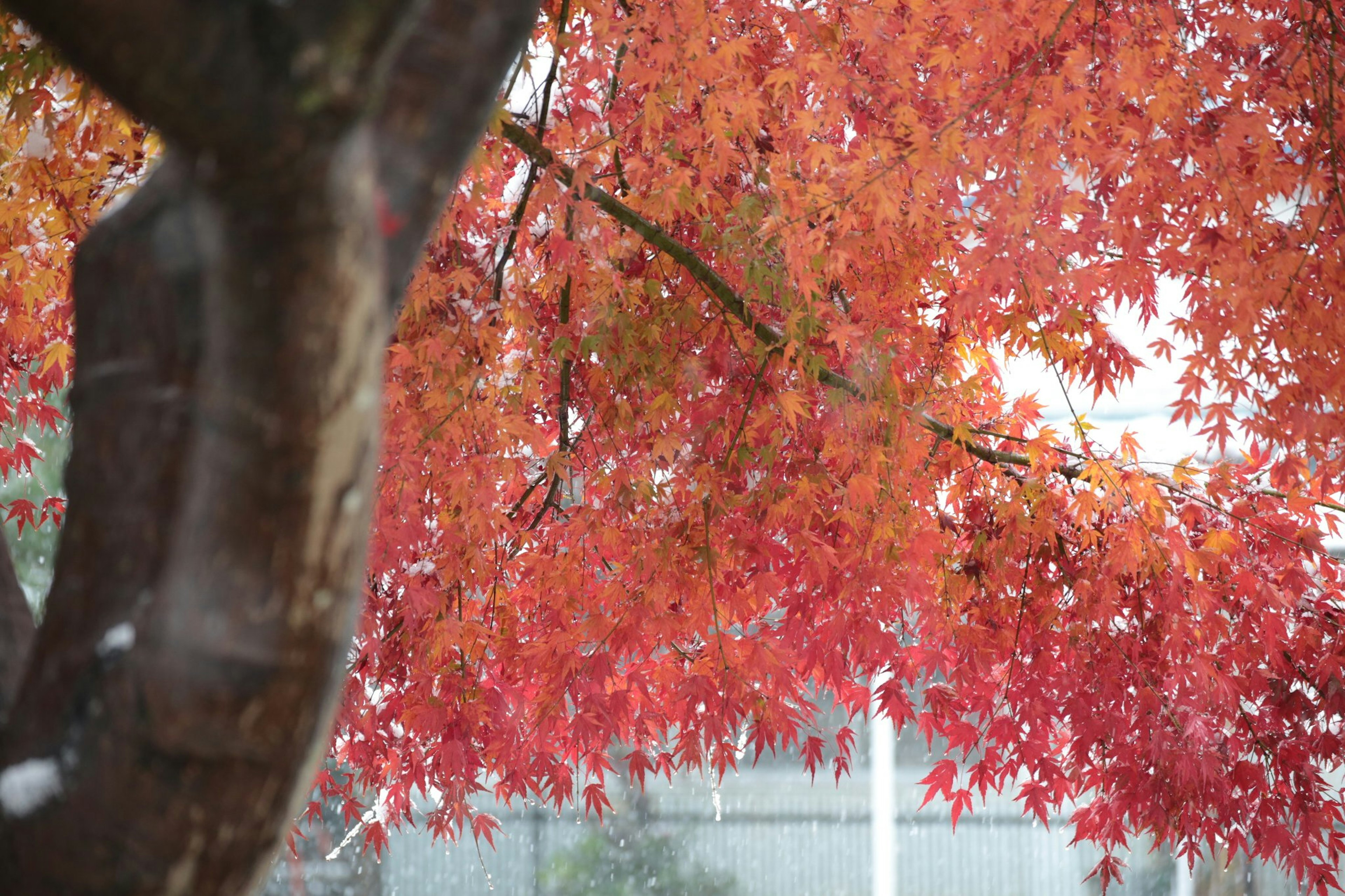 Zweige eines Baumes mit leuchtend roten Blättern im Herbst