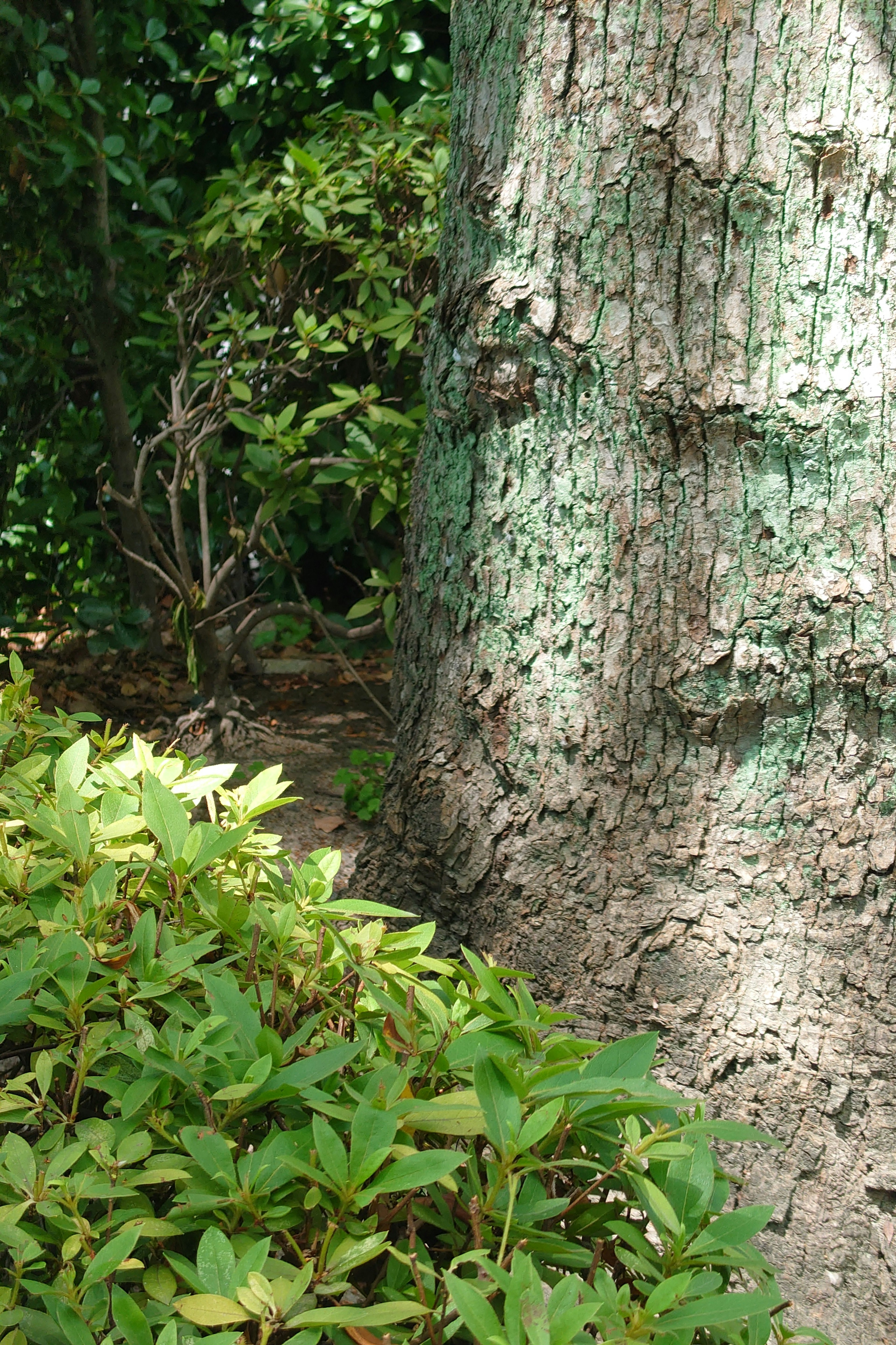 A close-up of a tree trunk with green foliage surrounding it