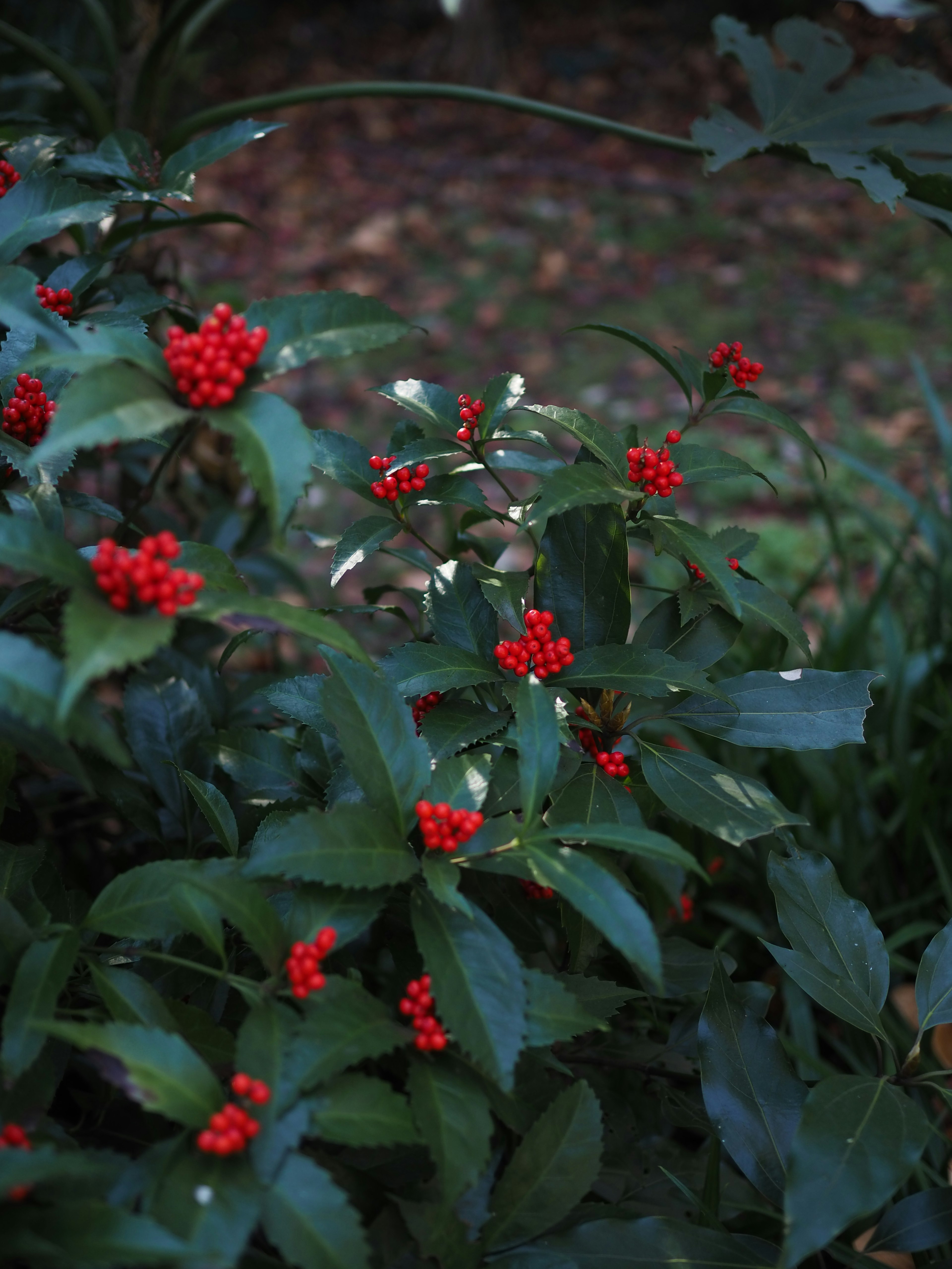 Primo piano di una pianta verde con bacche rosse