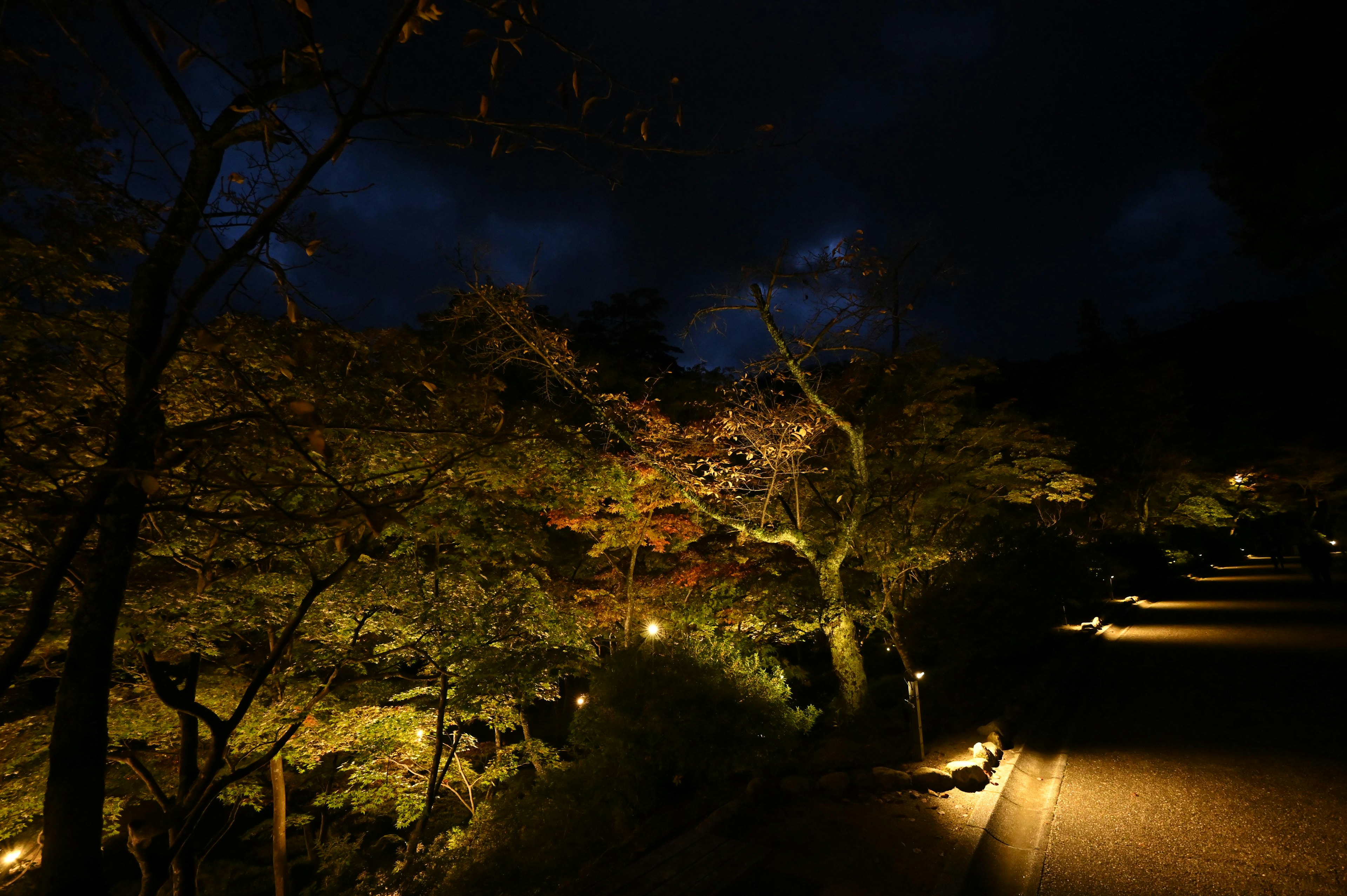 Escena nocturna de un jardín con árboles y caminos iluminados