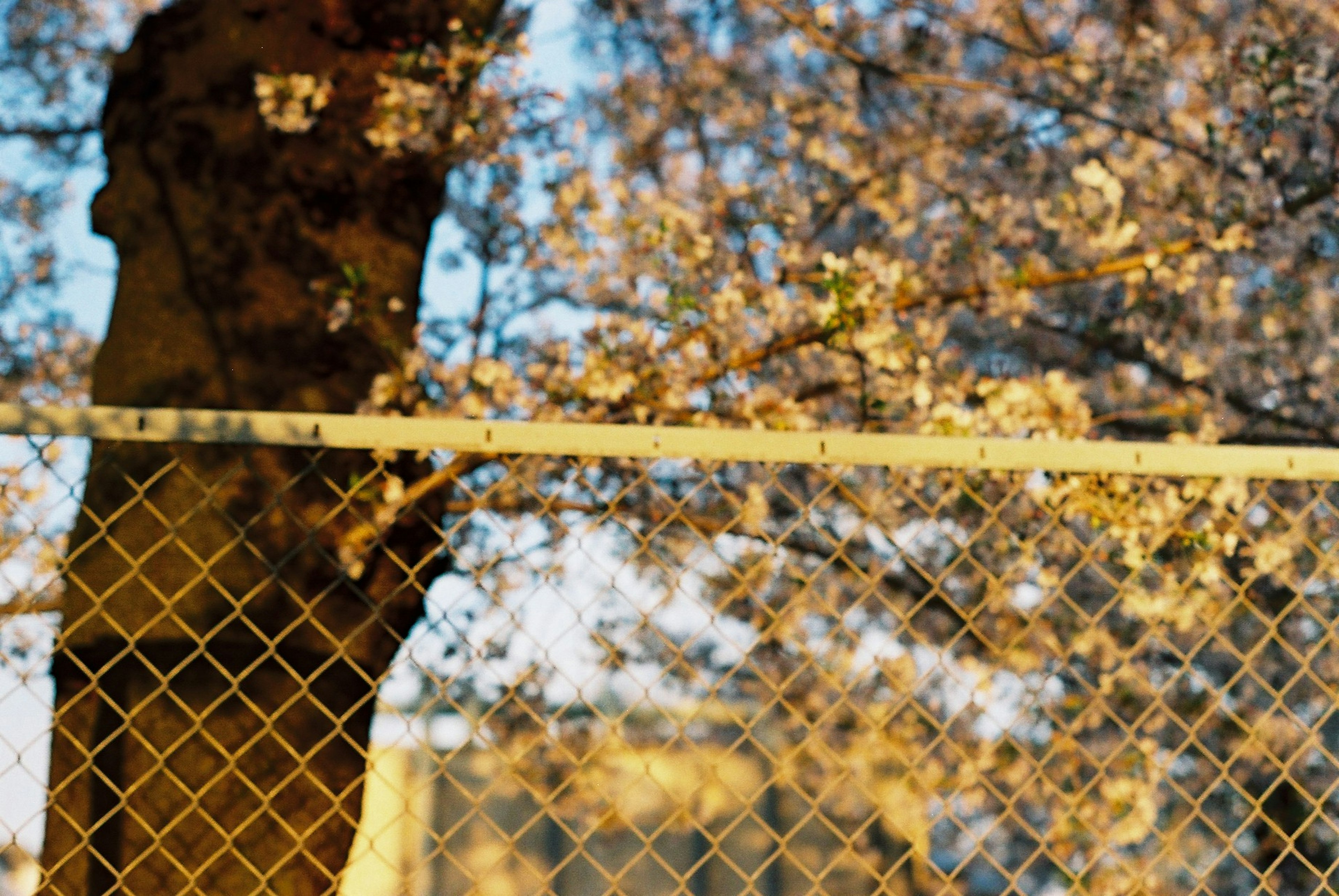 A view of a cherry blossom tree and a chain-link fence